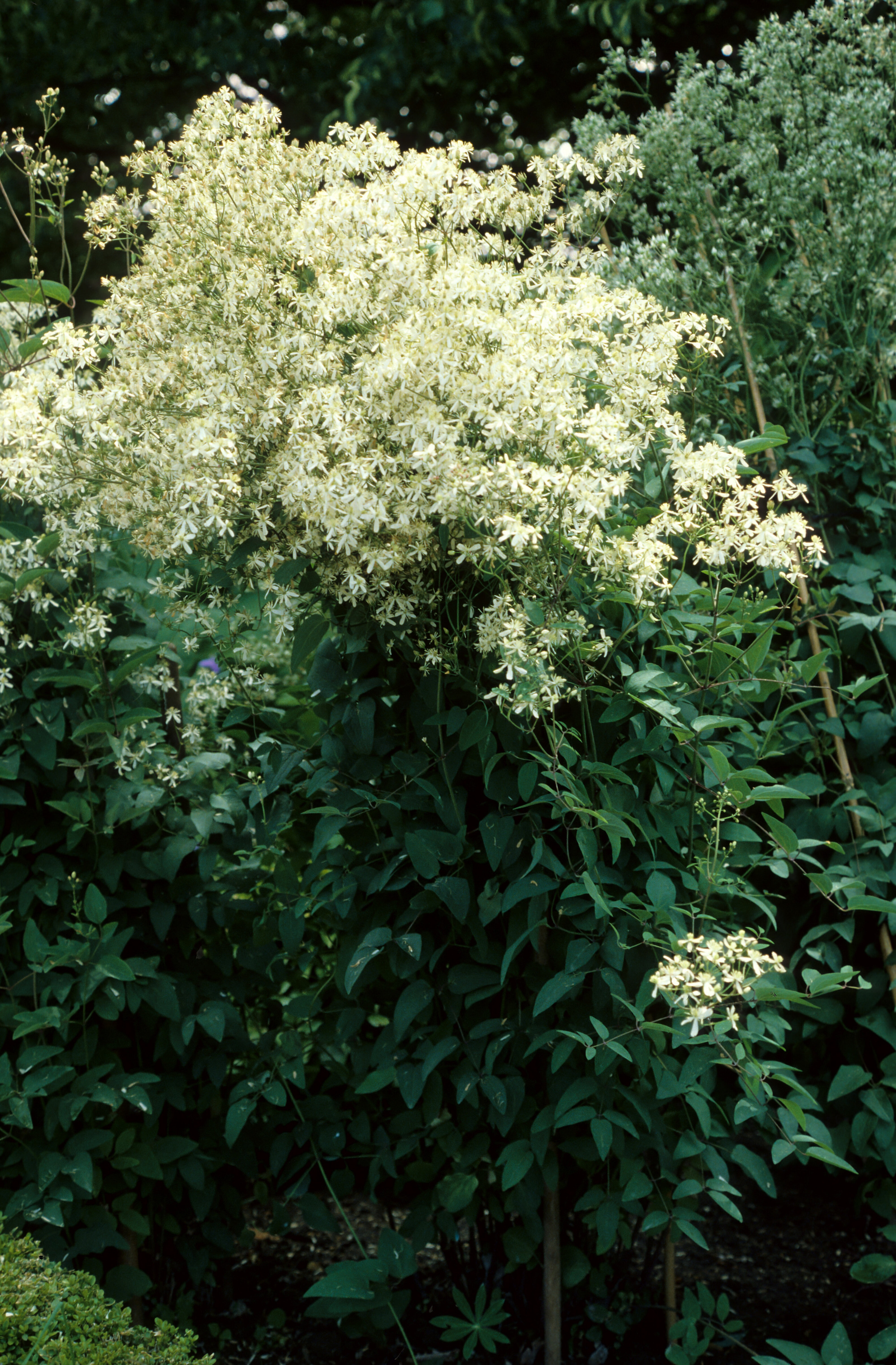 Clematis recta