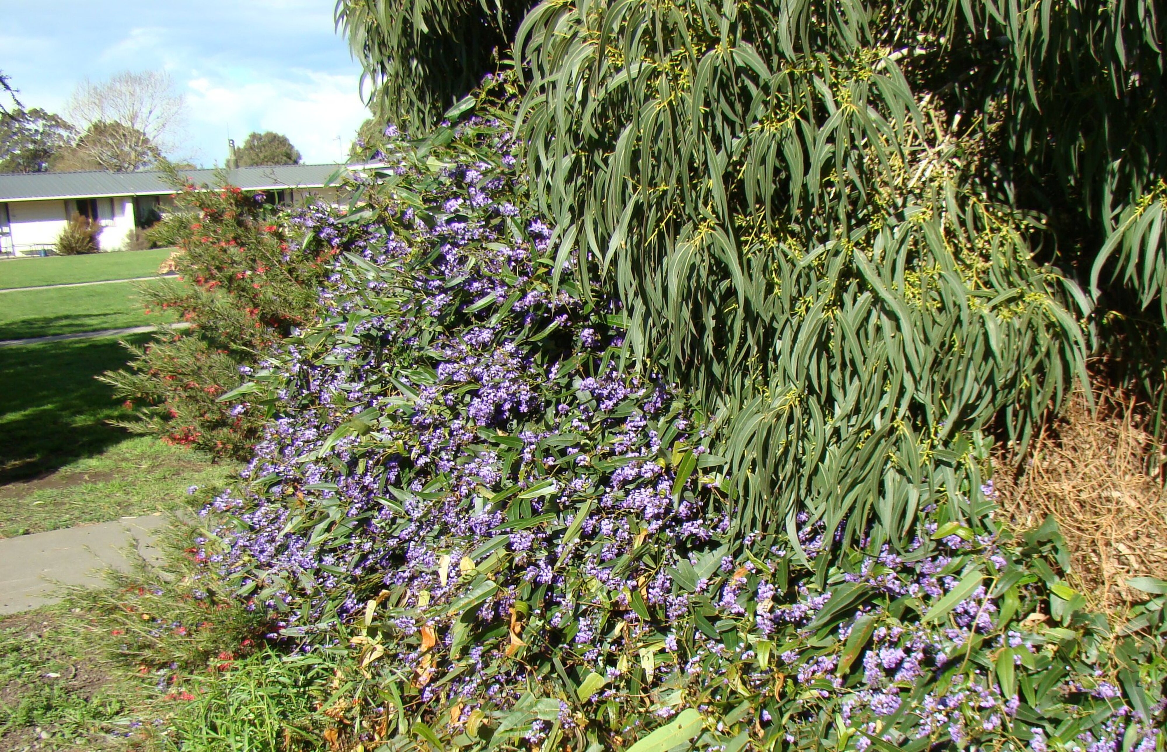 Hardenbergia violacea 1