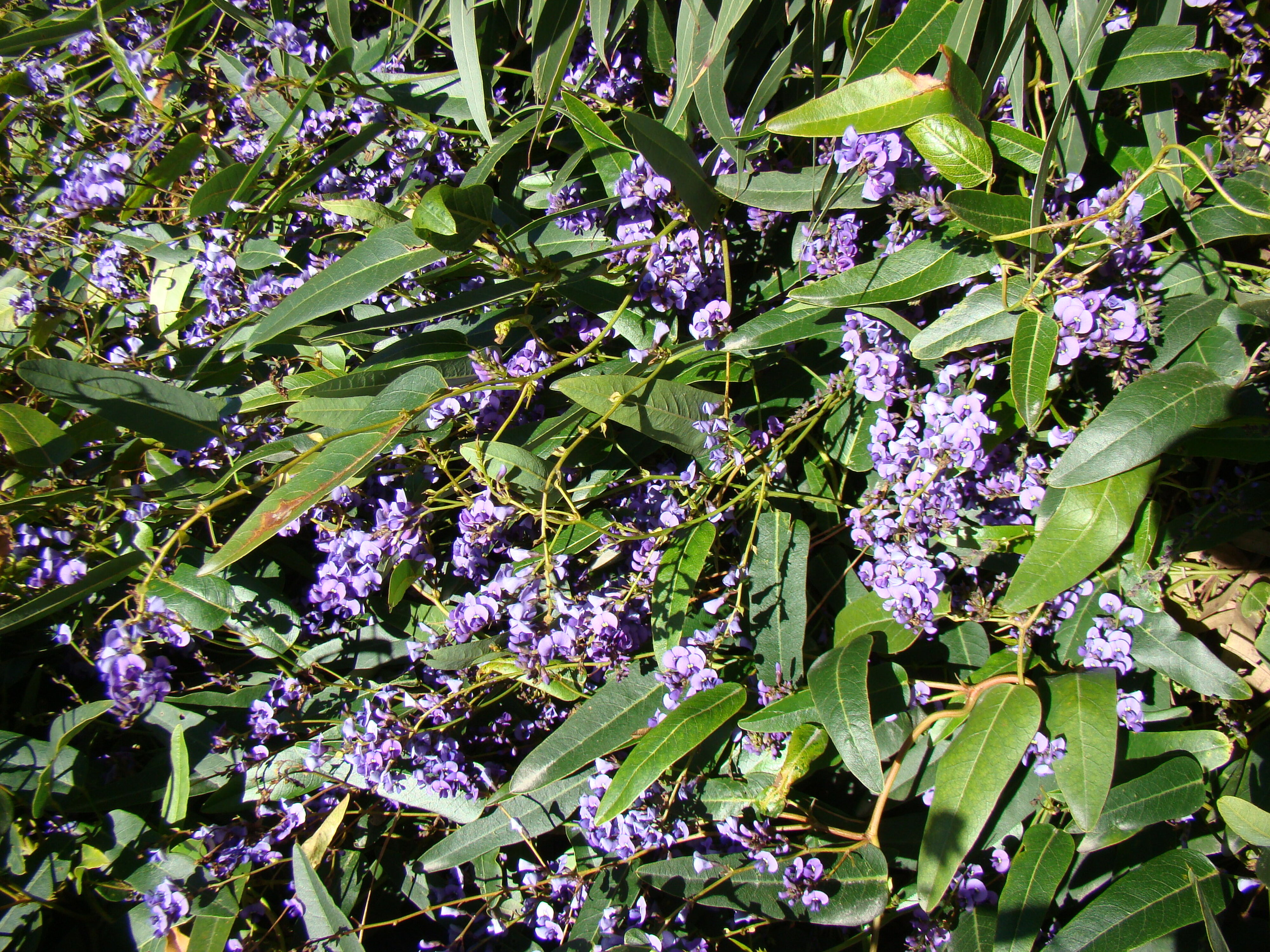 Hardenbergia violacea 2