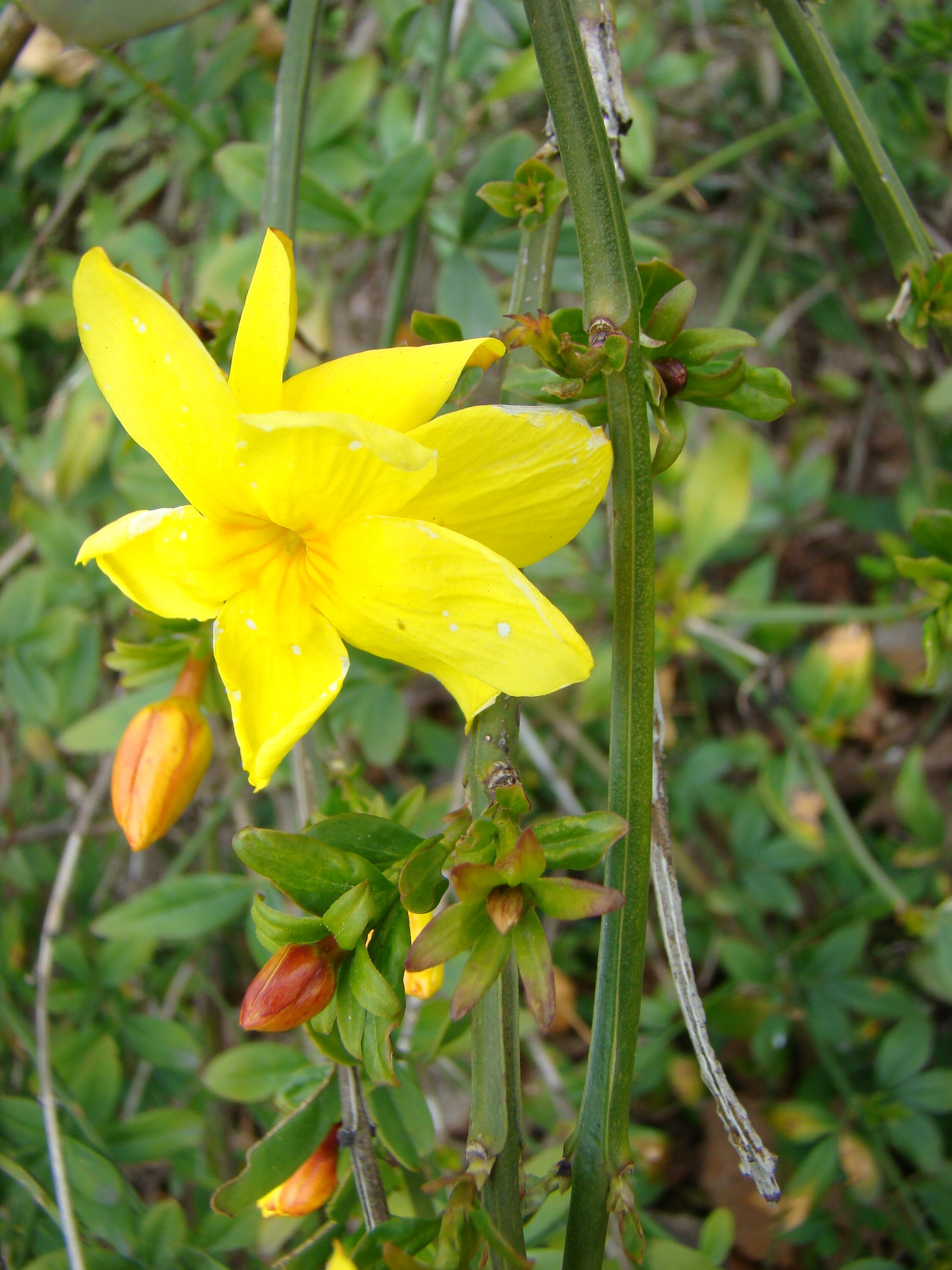 Jasminum mesnyi