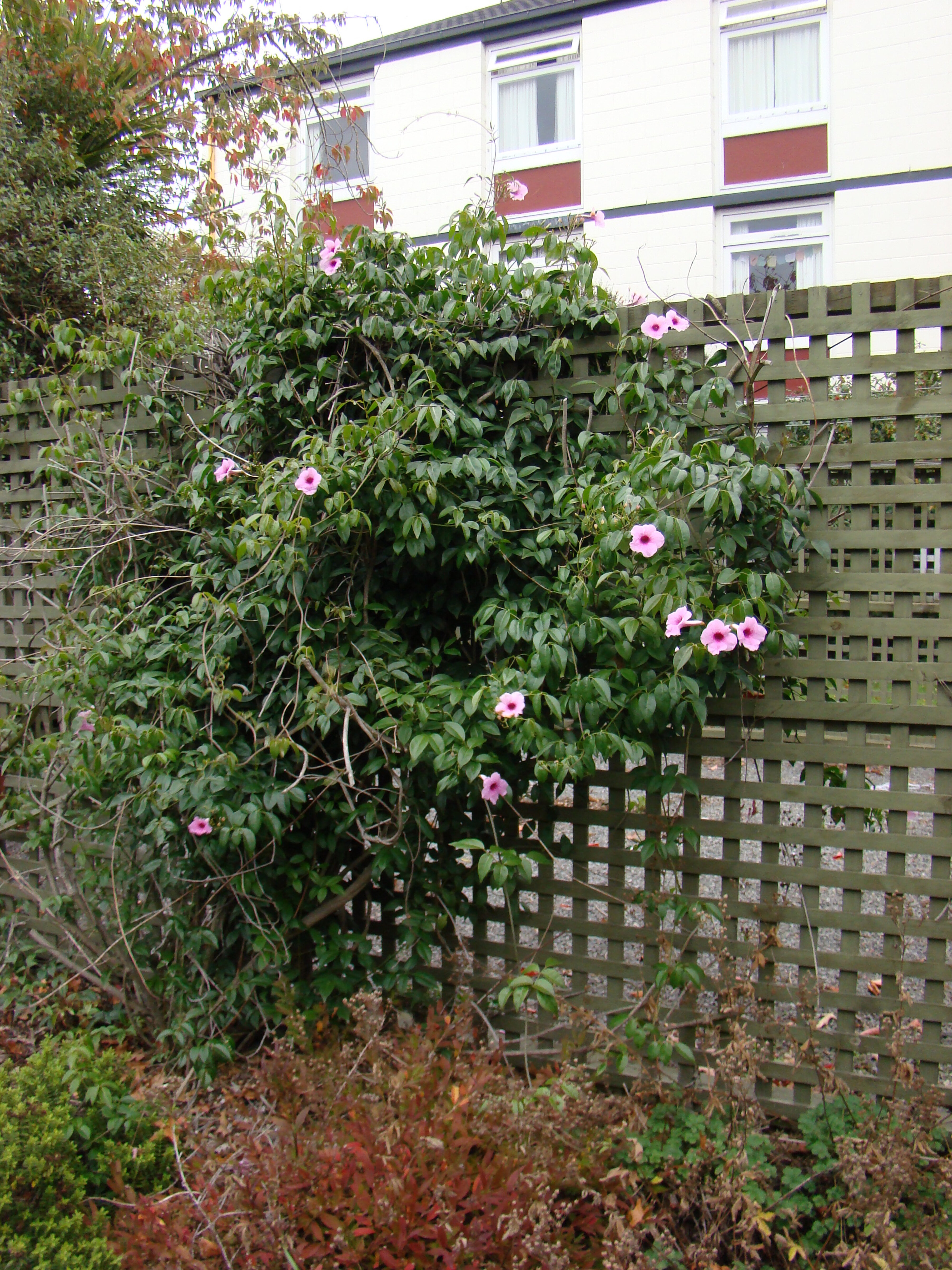 Pandorea jasminoides 1