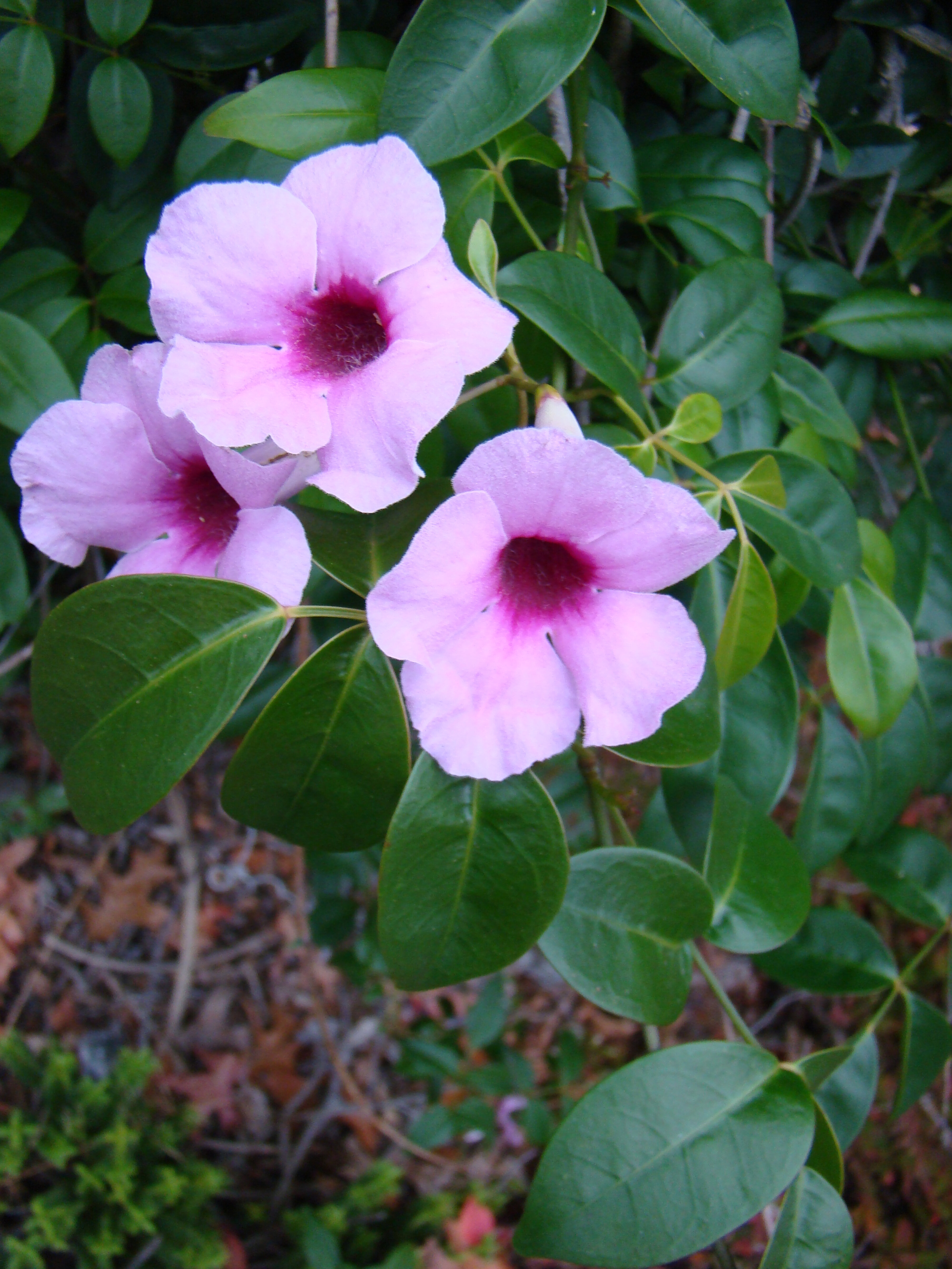 Pandorea jasminoides 2