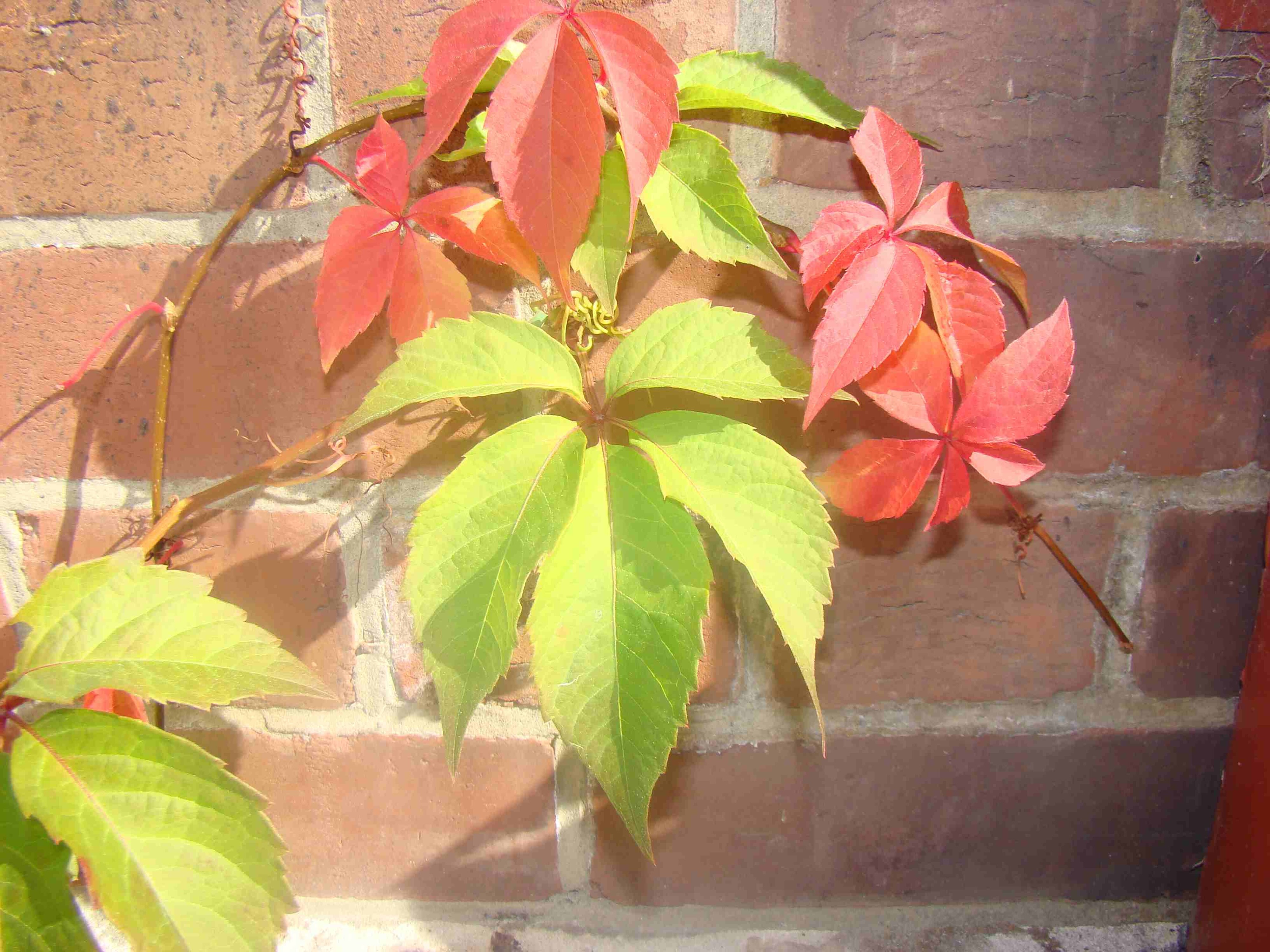 Parthenocissus quinquefolia 2