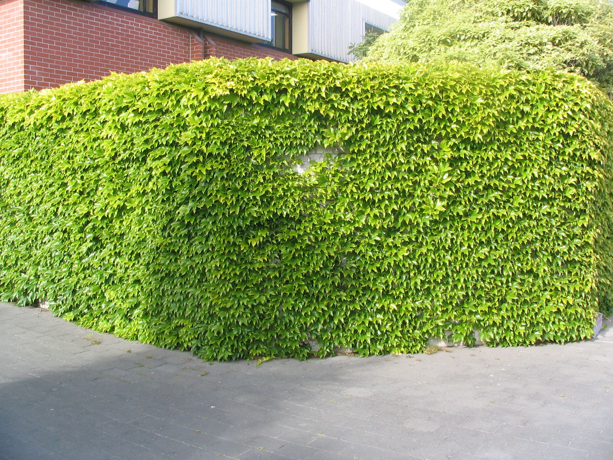 Parthenocissus tricuspidata 4