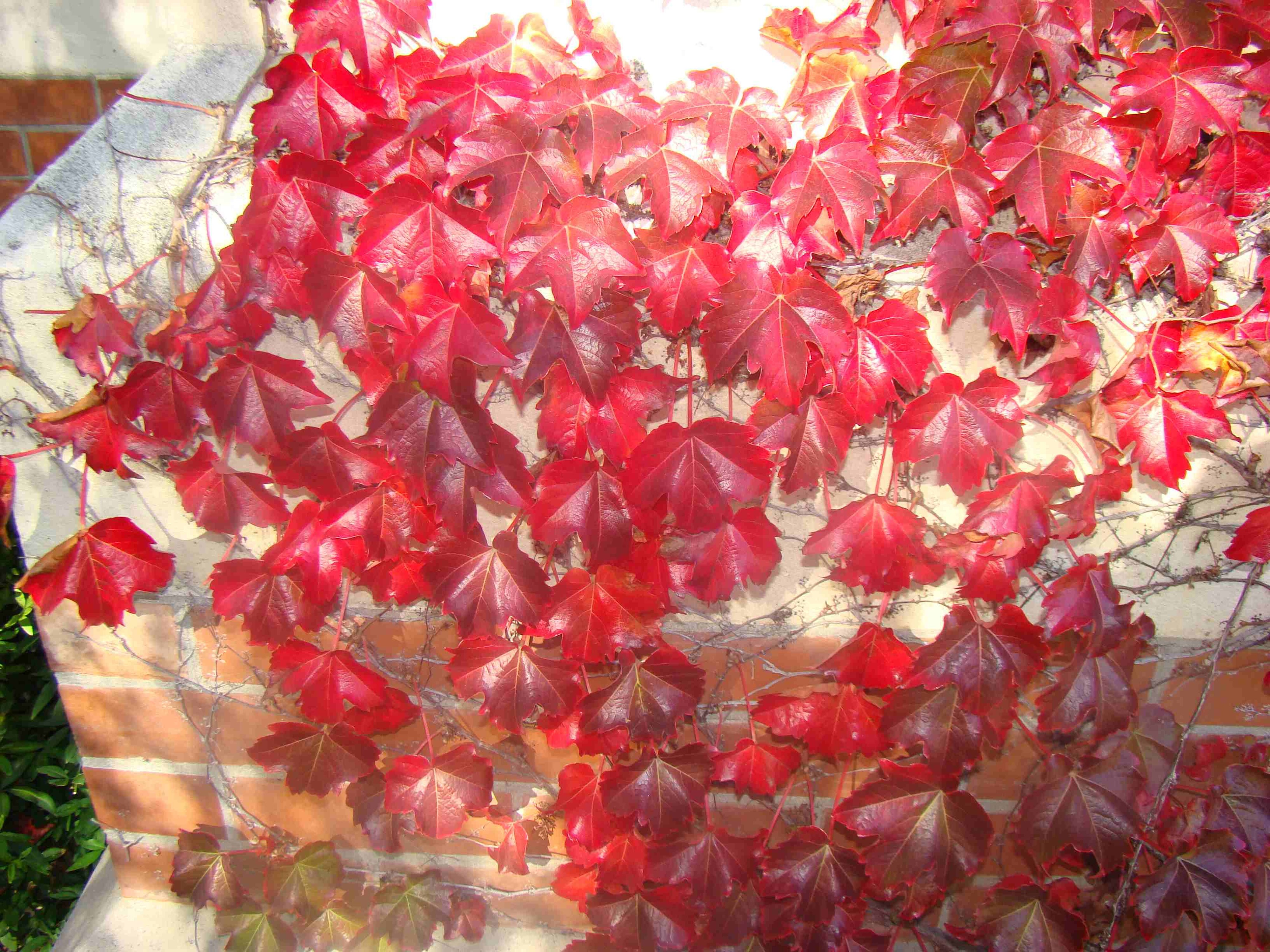 Parthenocissus tricuspidata on Memorial Hall 2
