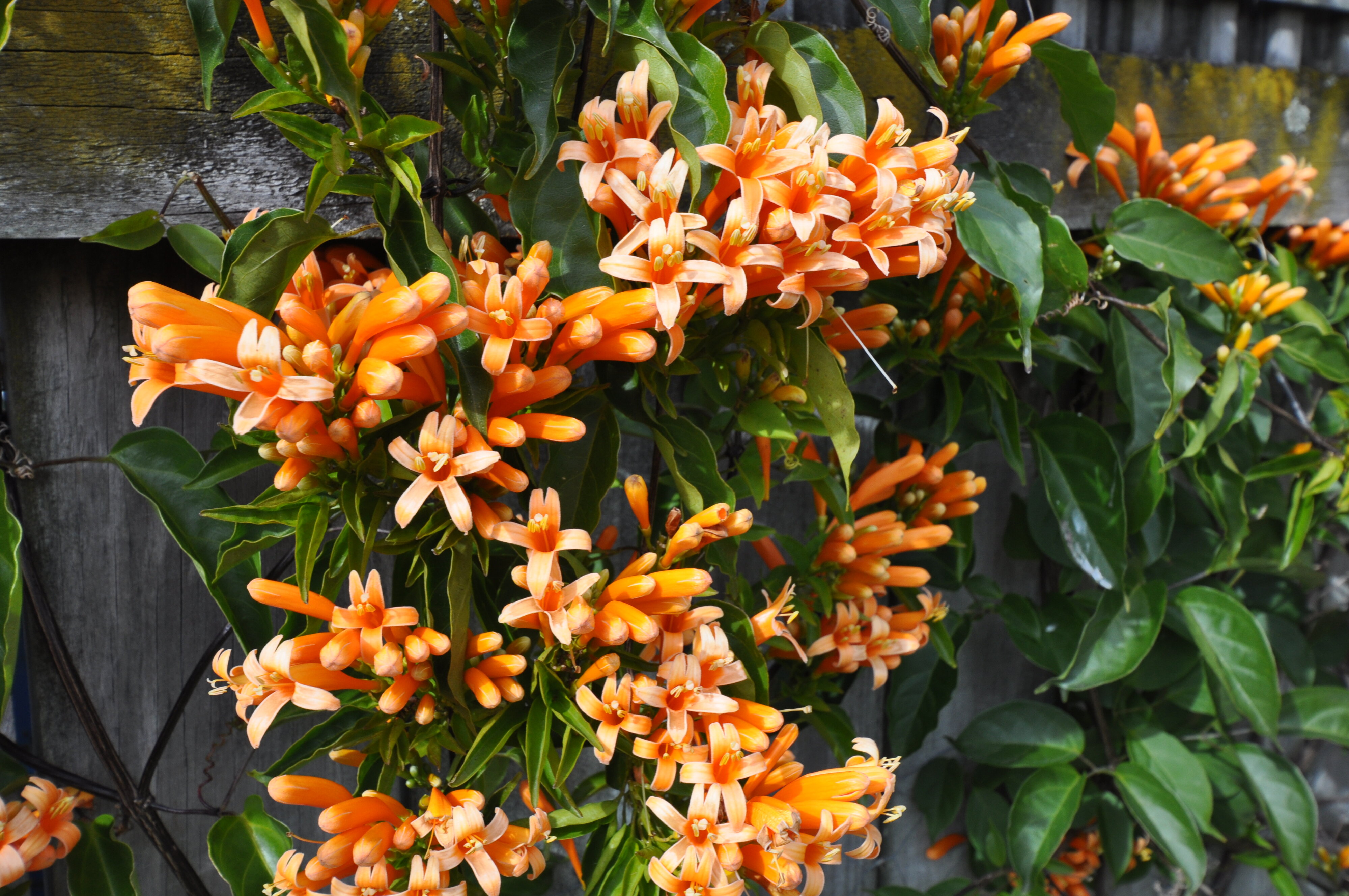 Pyrostegia venusta 1