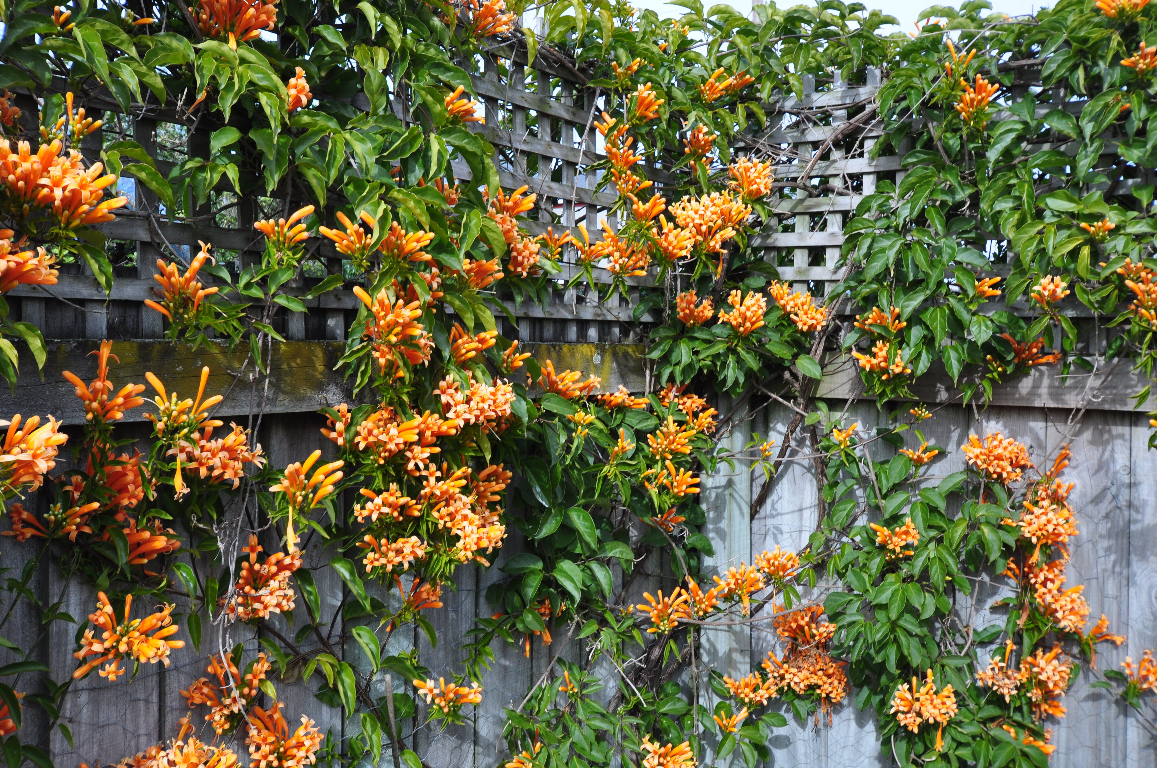 Pyrostegia venusta 2