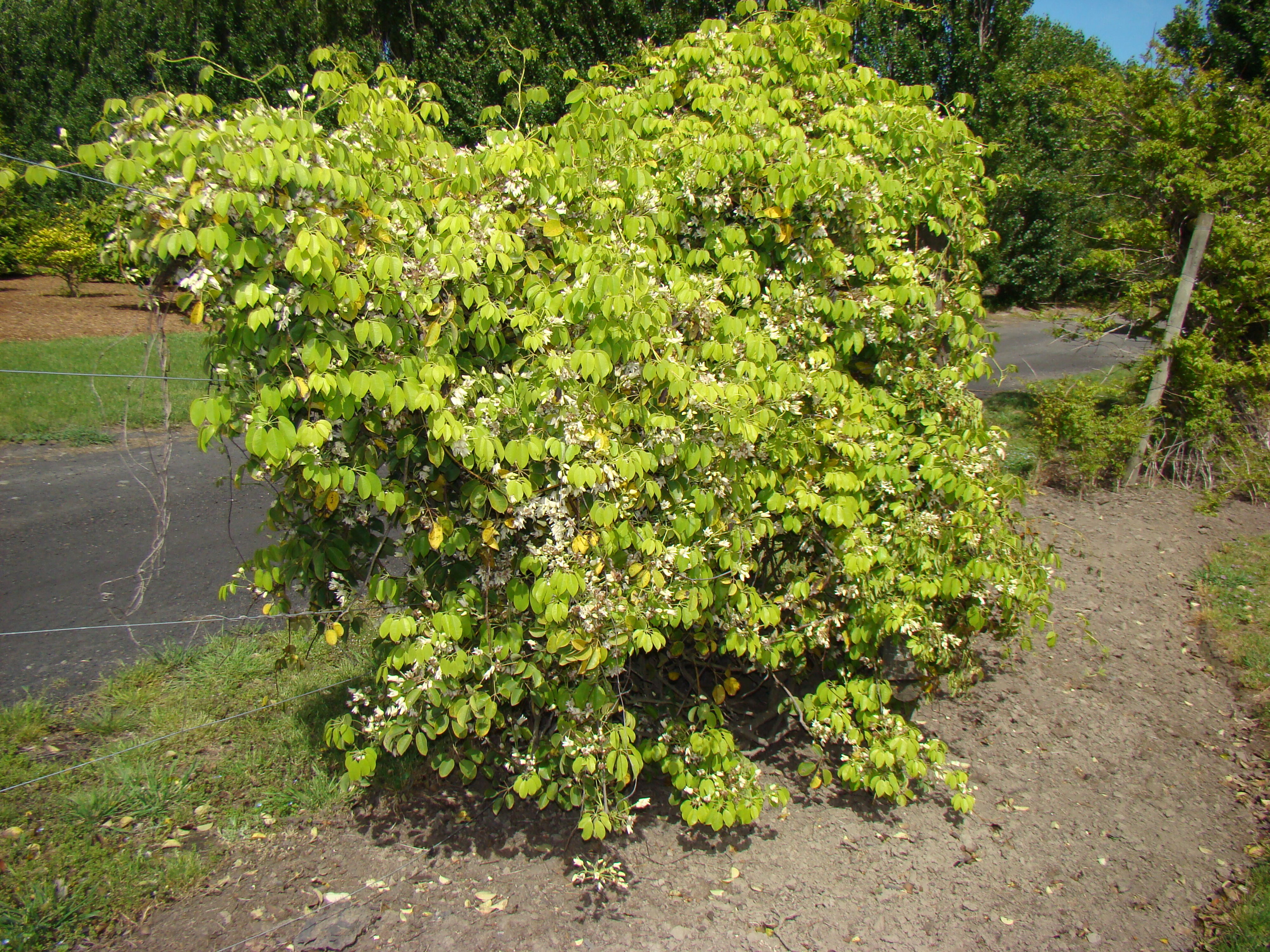 Stauntonia hexaphylla 2