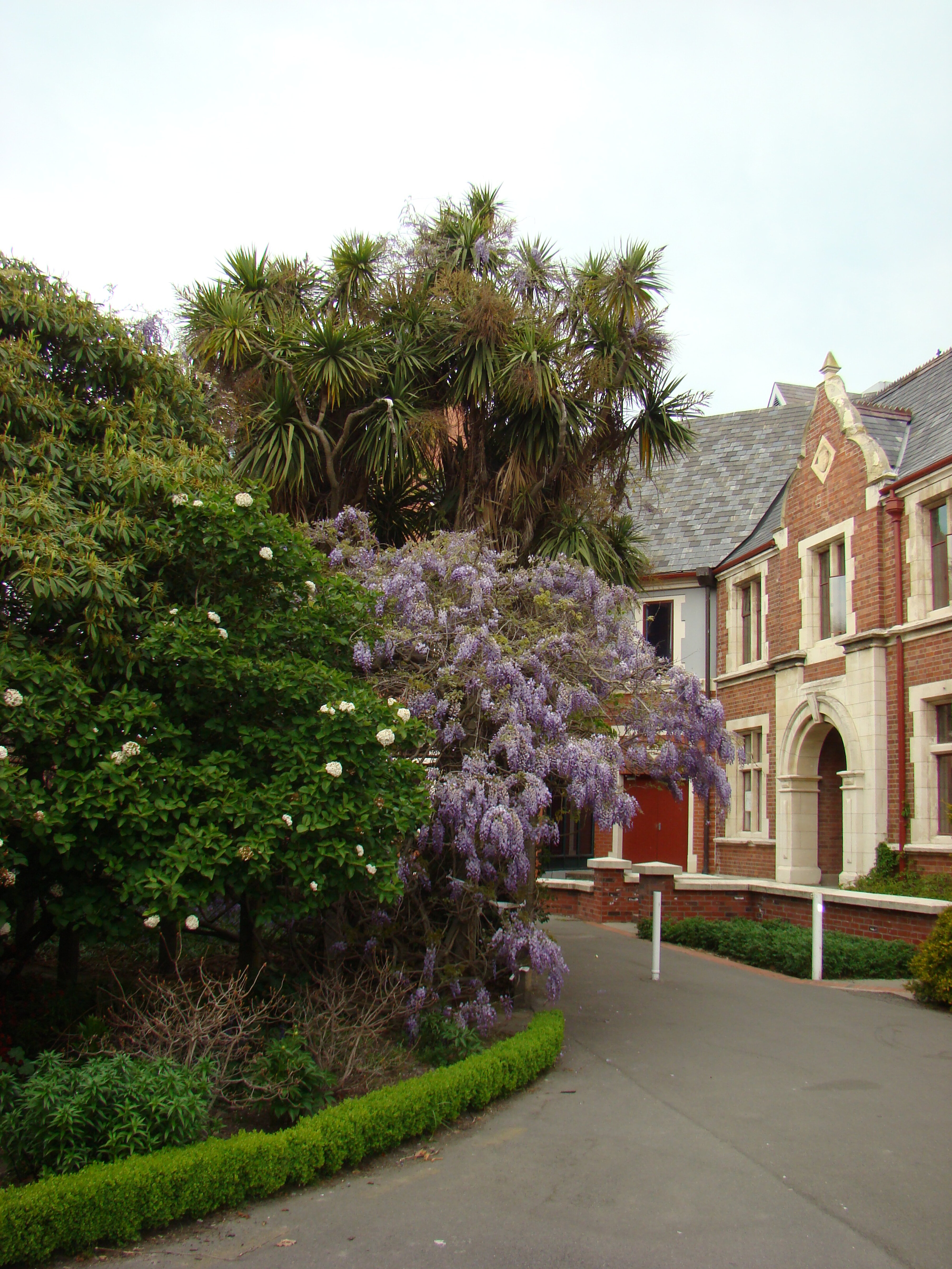 Wisteria sinensis outside Ivey Hall 1