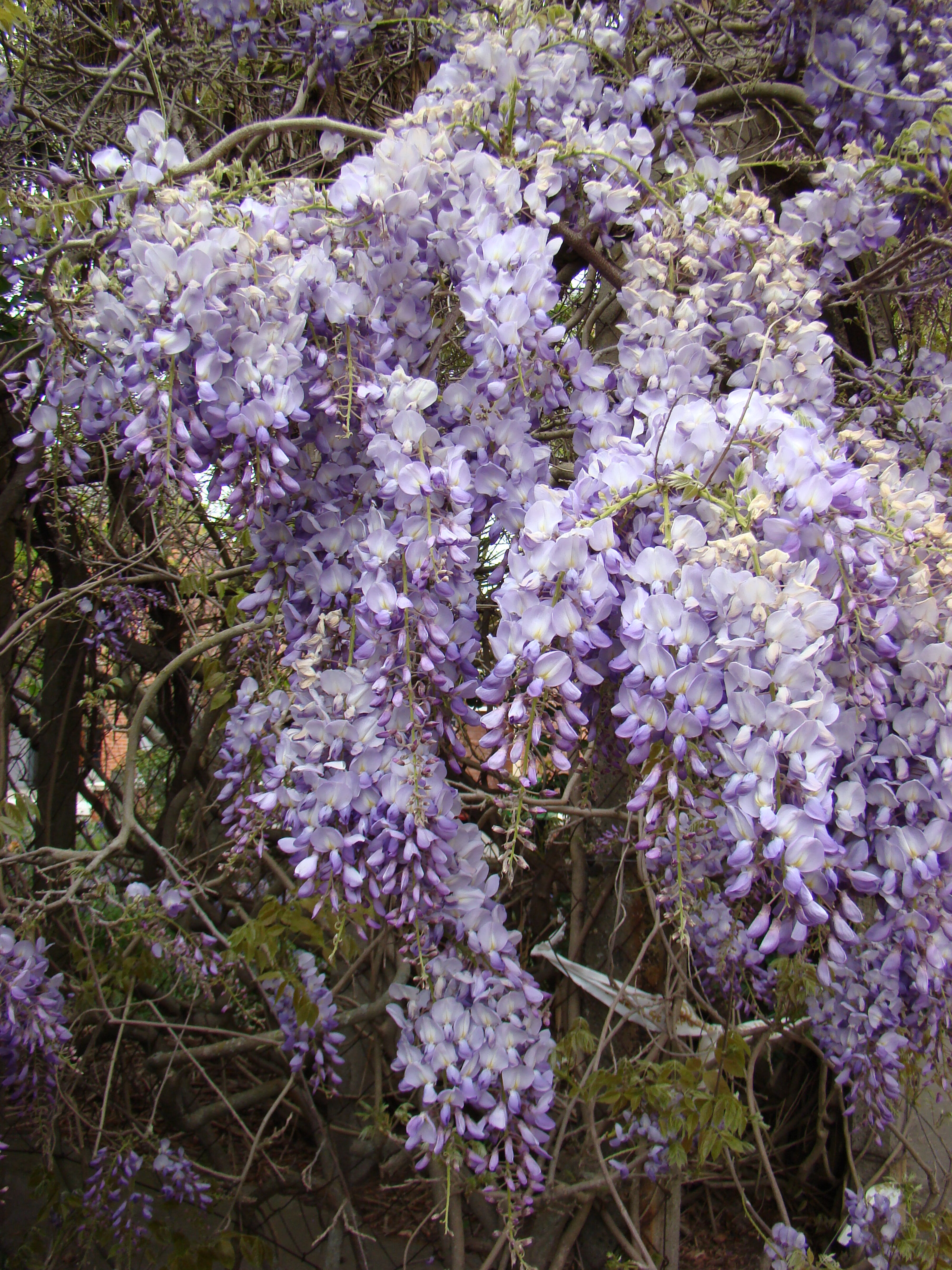 Wisteria sinensis outside Ivey Hall 3