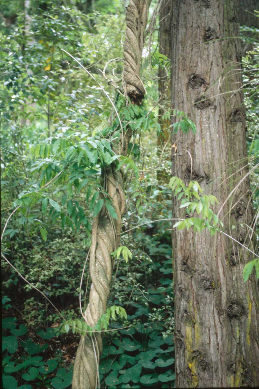 Wisteria vine at Eastwoodhill