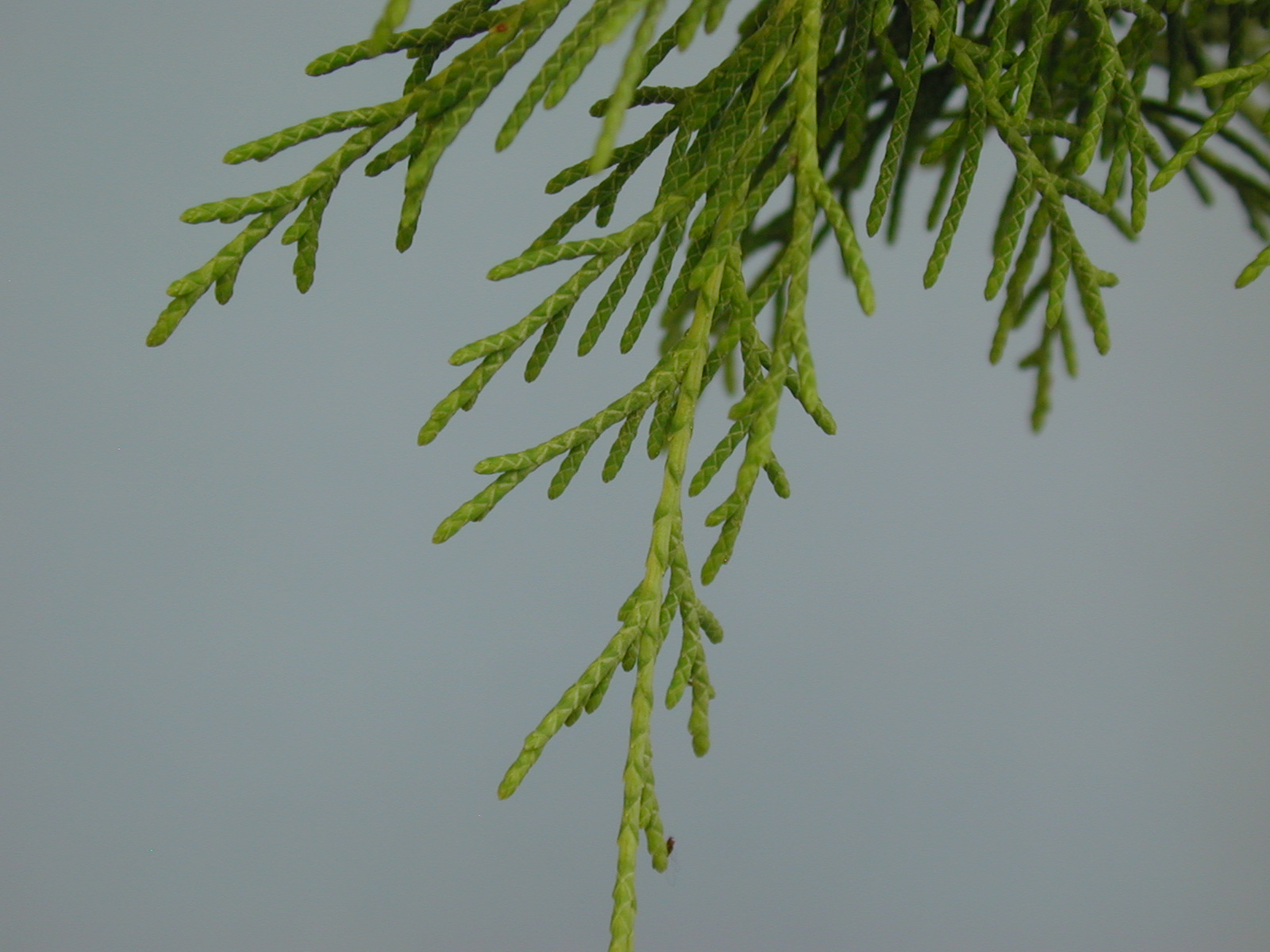 Cupressus lusitanica 2
