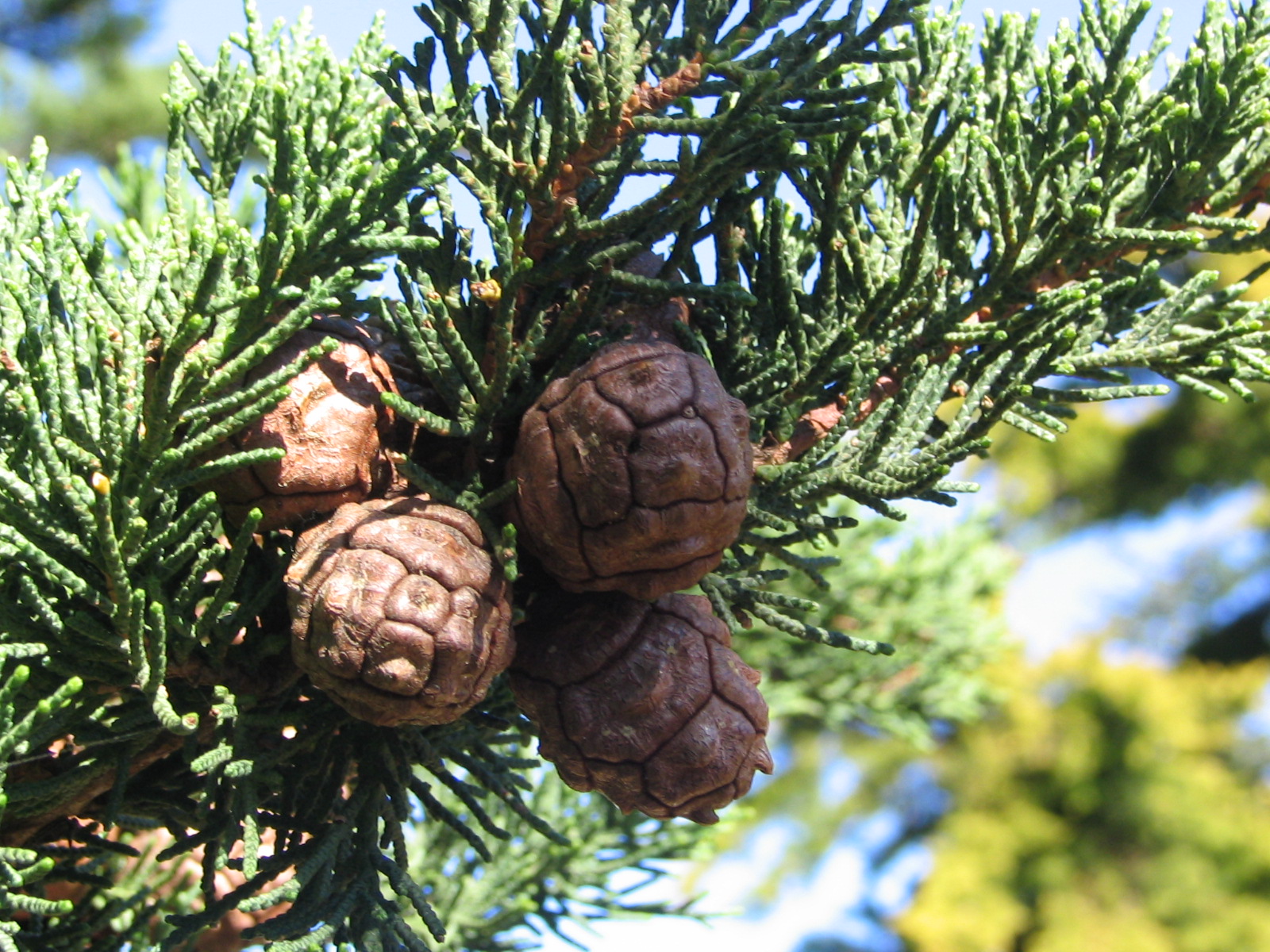 Cupressus macrocarpa 9