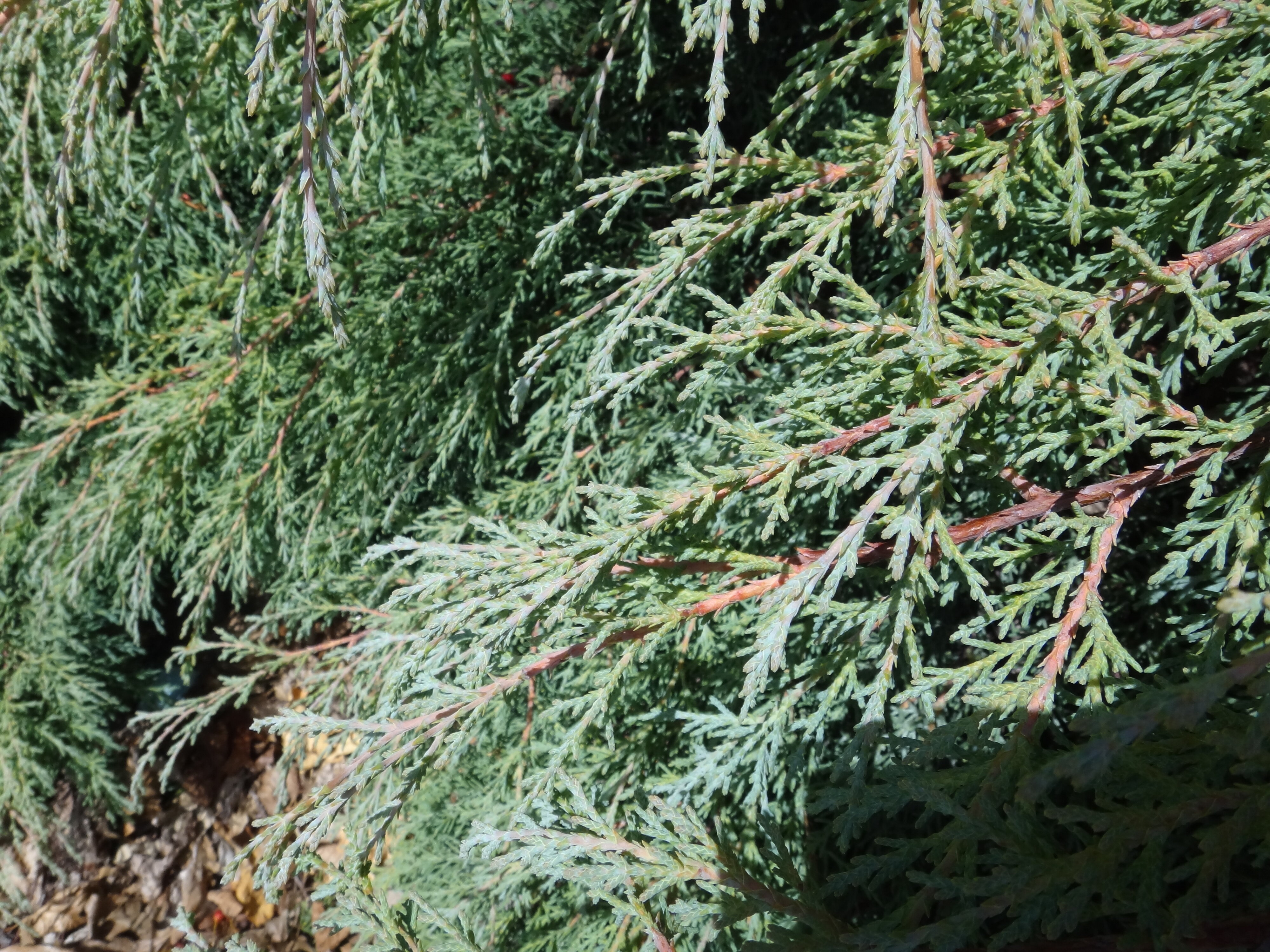Cupressus Macrocarpa Green Magnificent