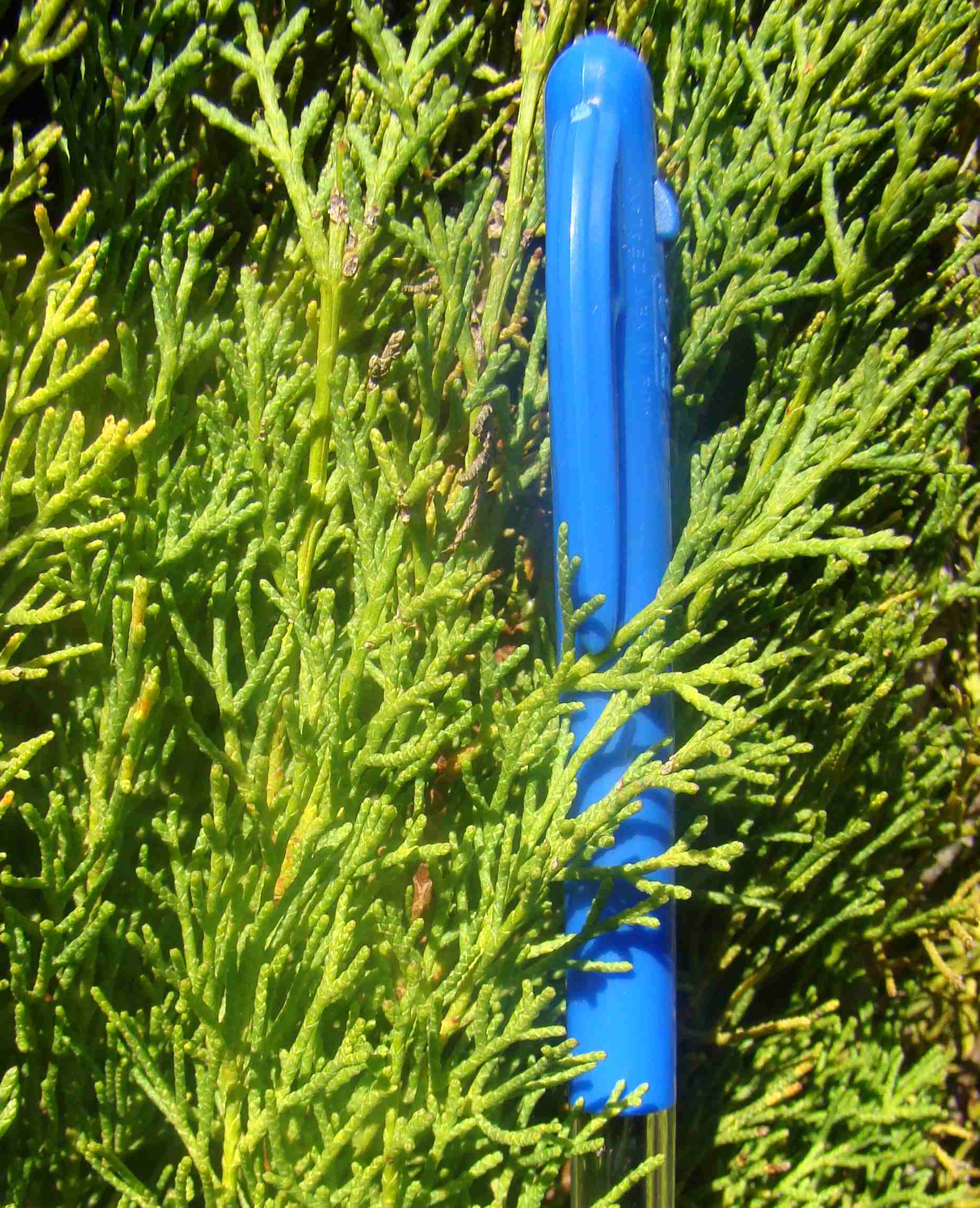 Cupressus sempervirens Gracilis Stricta 2