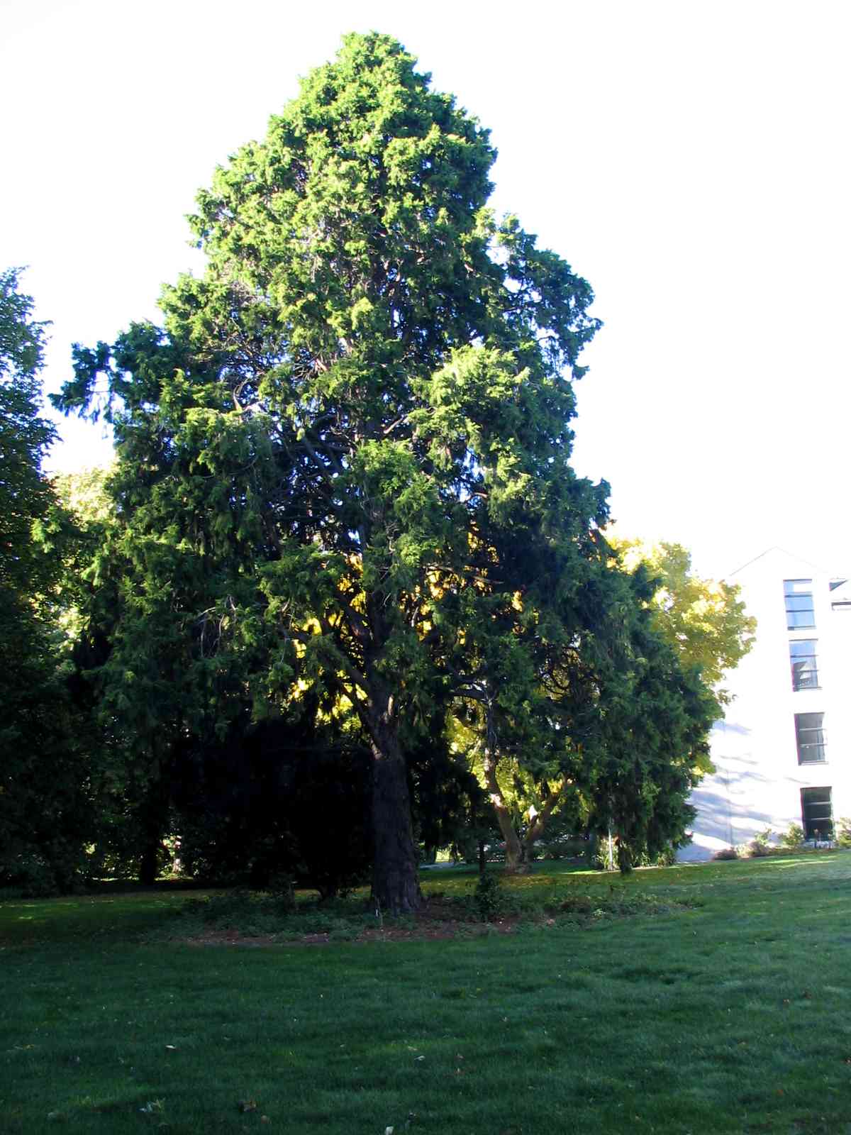 Cupressus torulosa 6