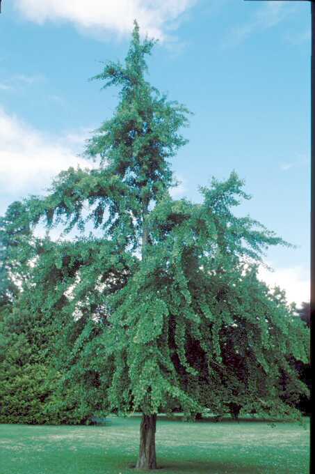 Ginkgo biloba 1