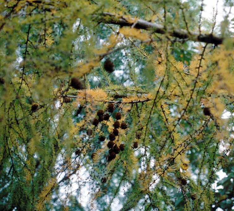 Larix decidua 3