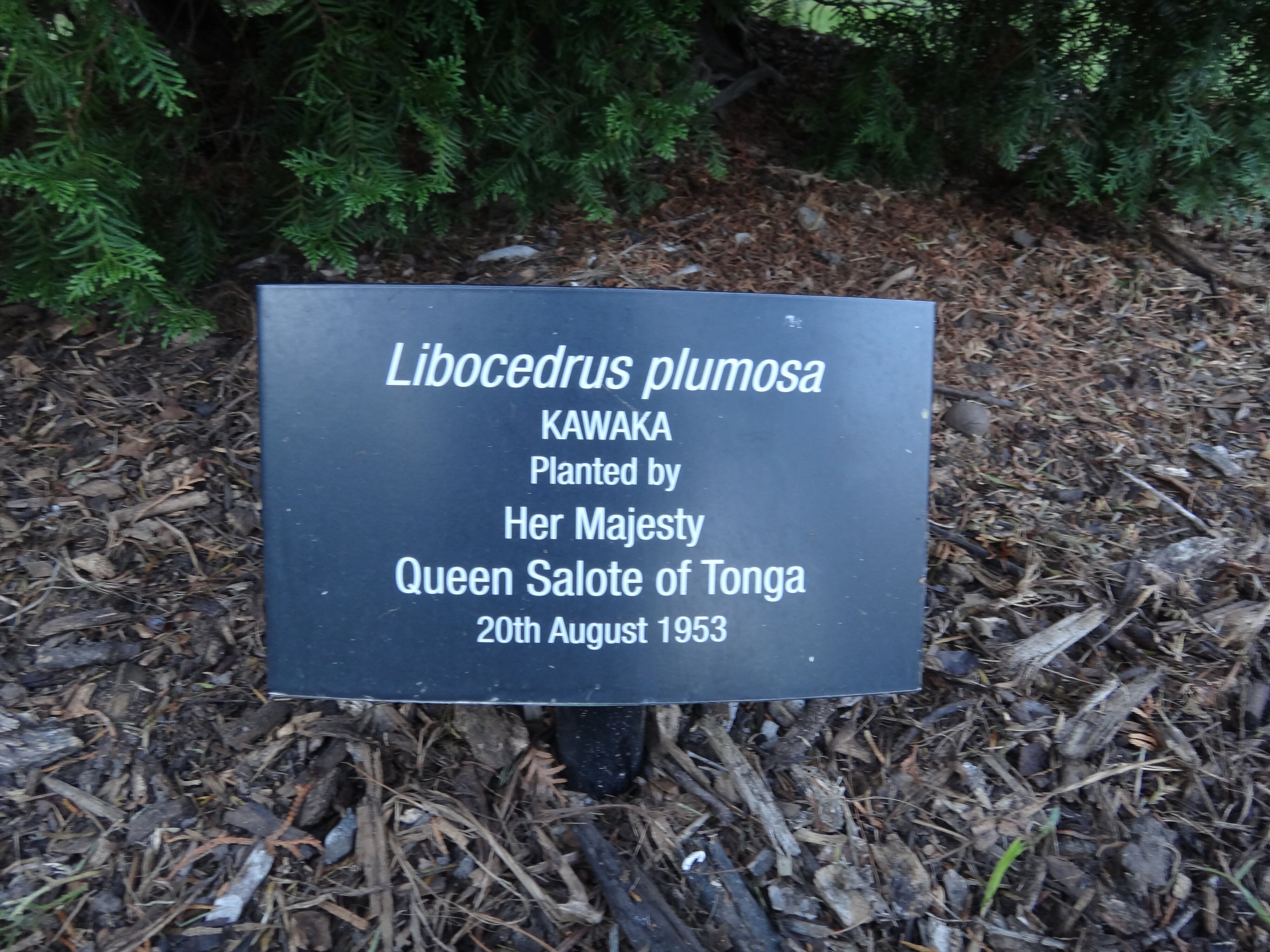 Libocedrus plumosa 1