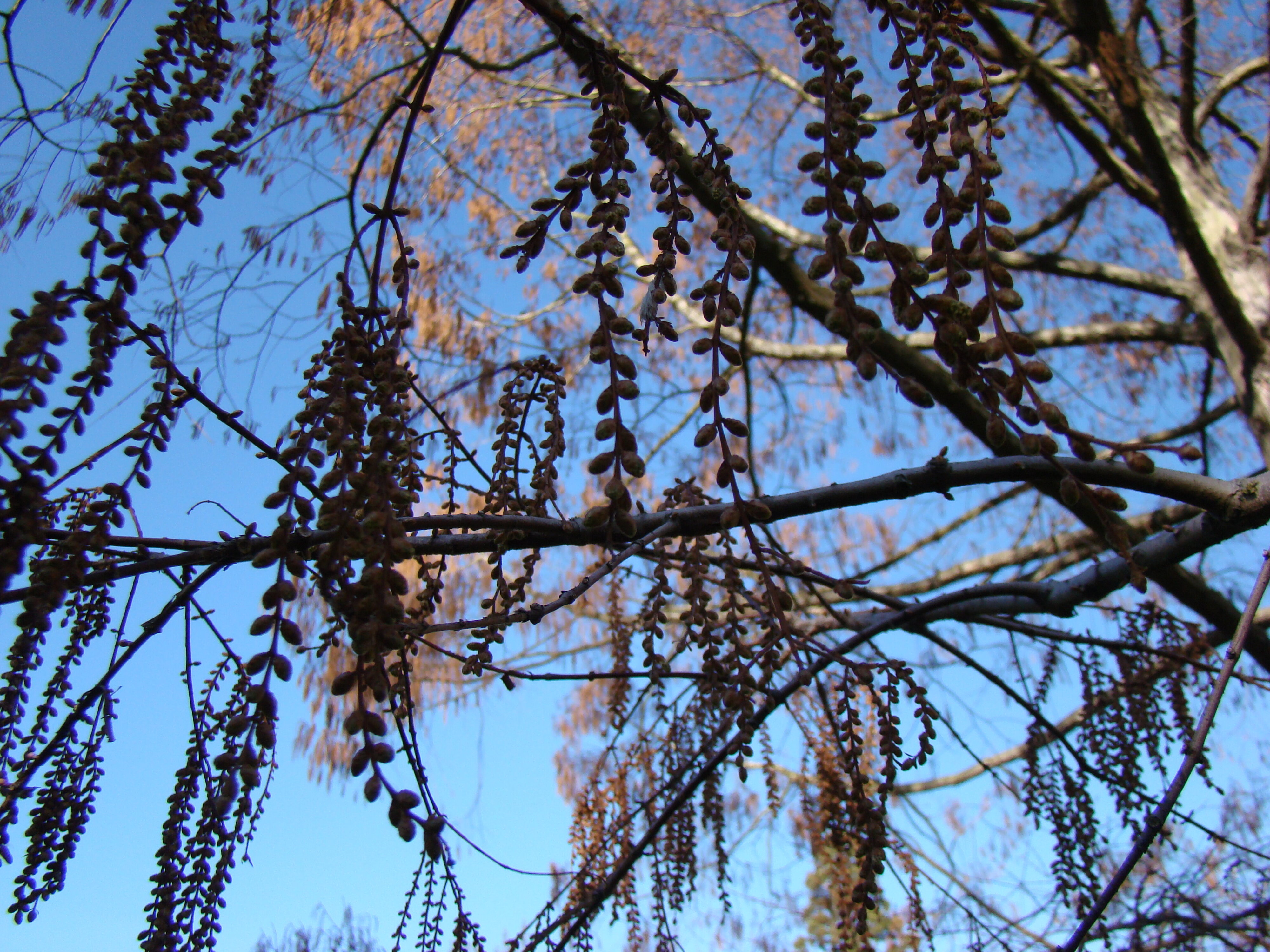 Metasequoia glyptostroboides 4