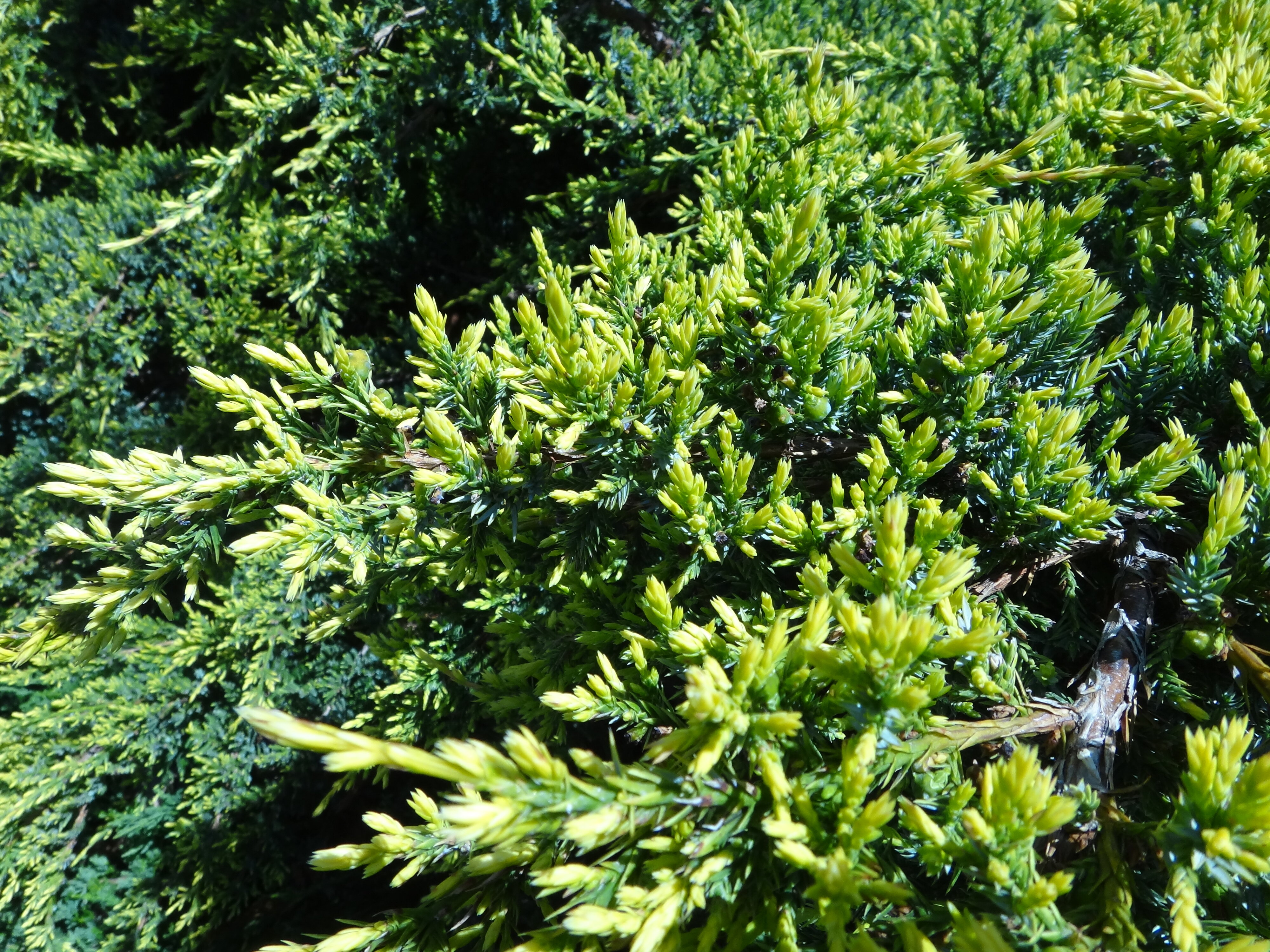 Juniperus x media 3