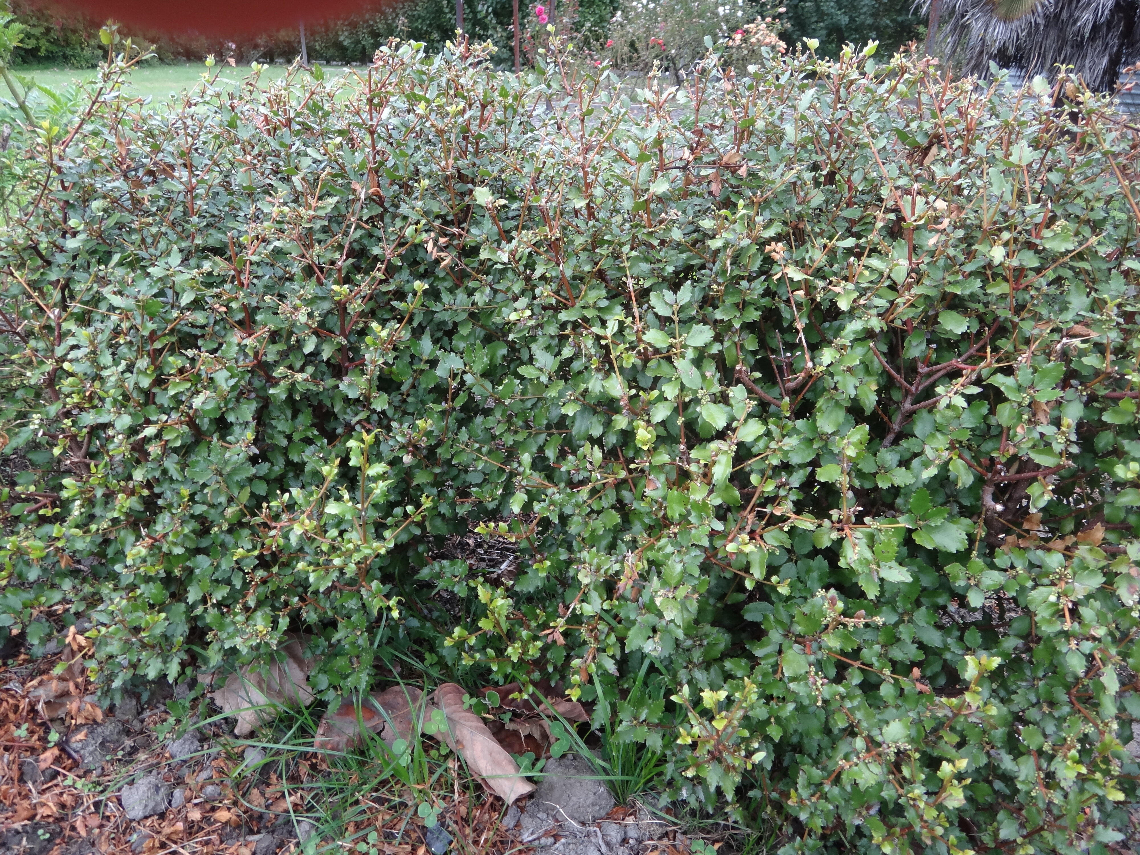 Aristotelia x fruserrata Kingsley Butler 1