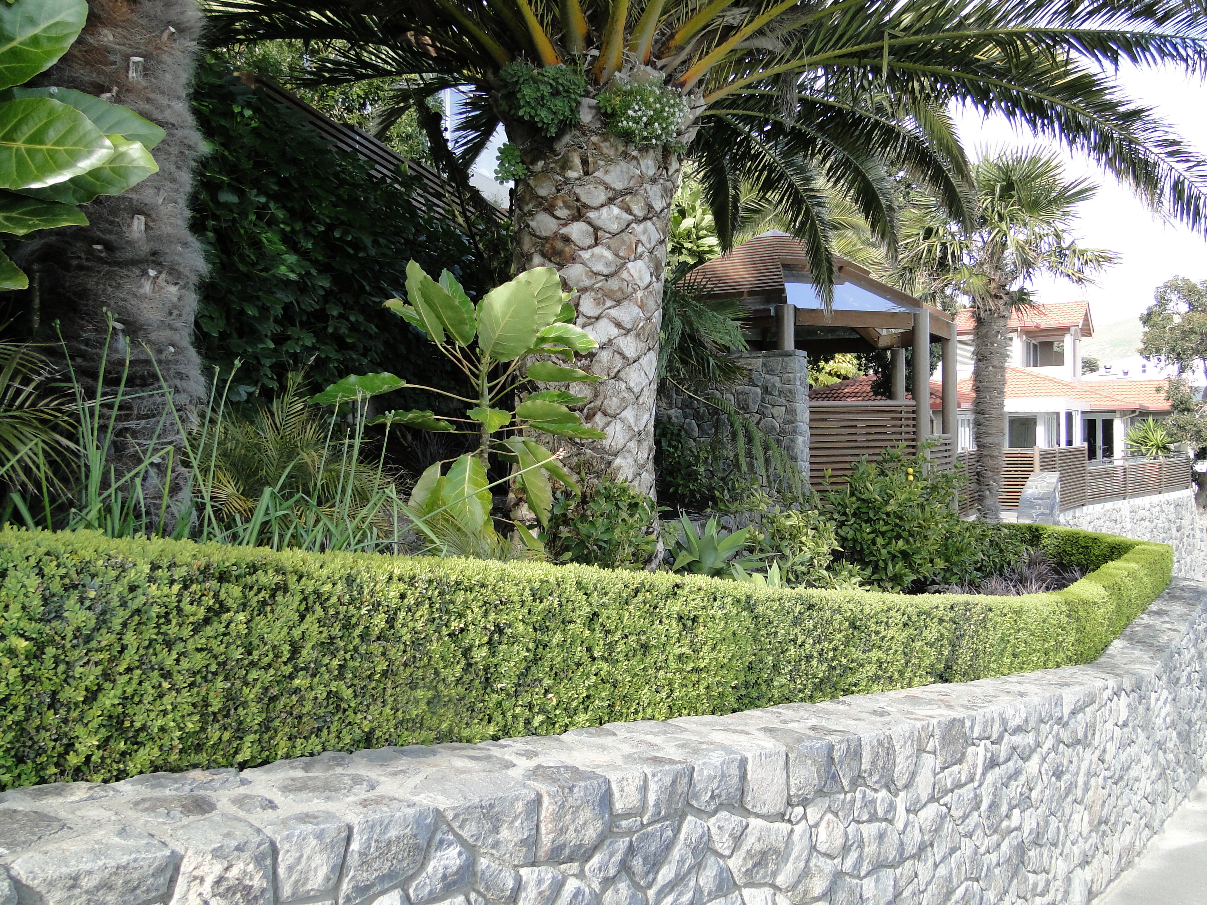 Buxus sempervirens Suffruticosa at Sumner