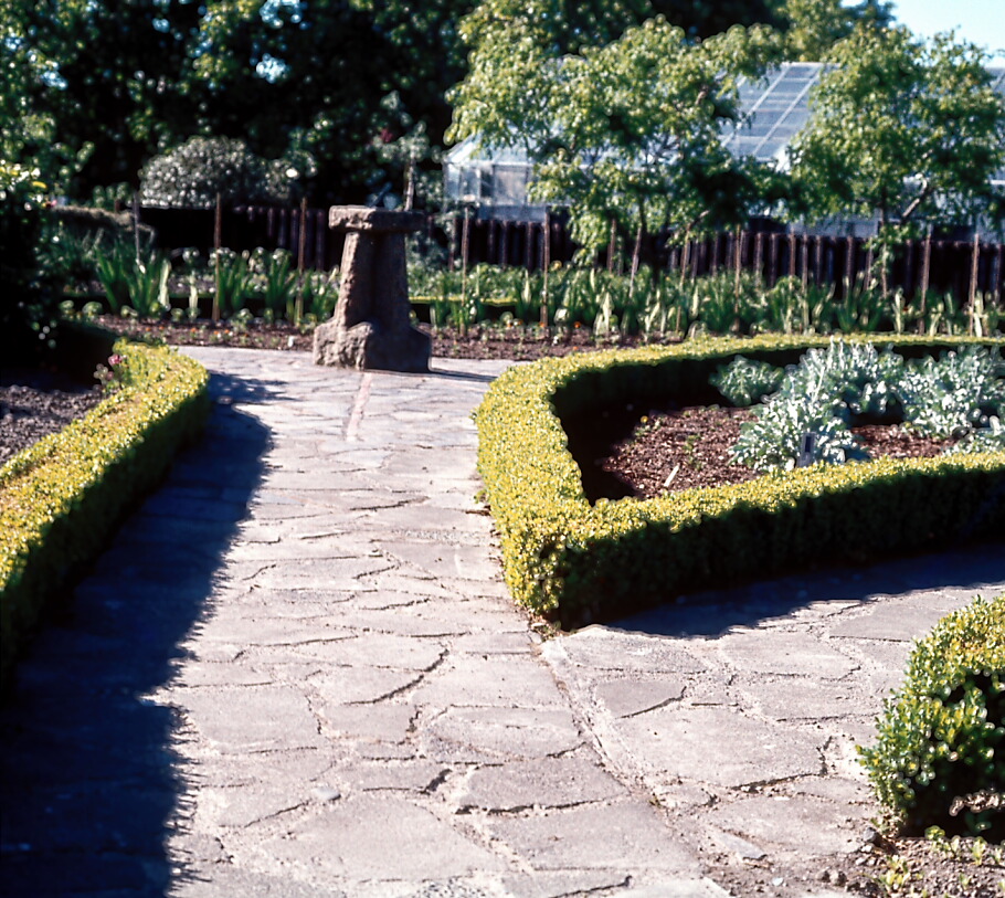 Buxus sempervirens Suffruticosa in the Old Formal Garden at Lincoln University