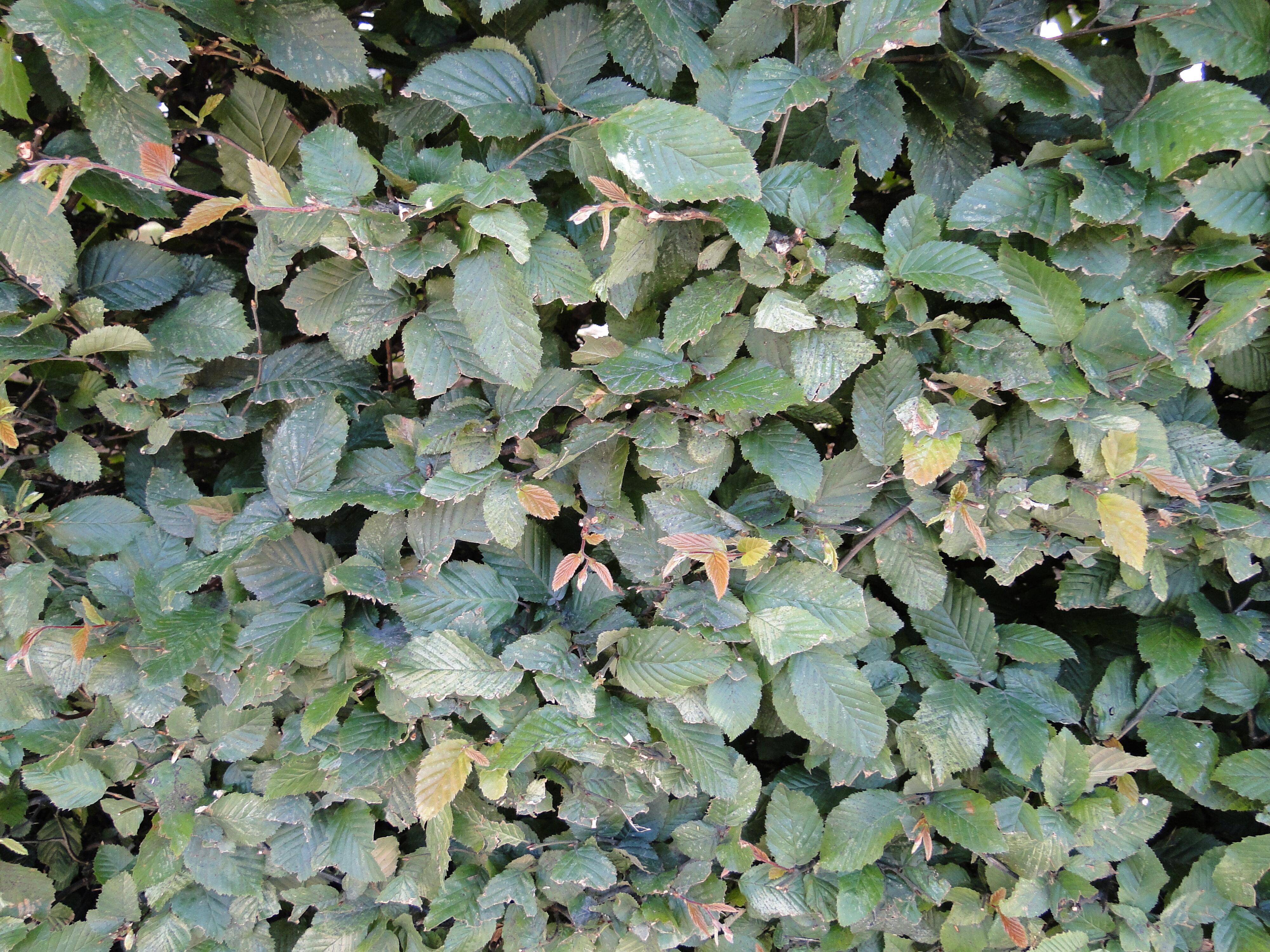 Carpinus betulus hedge 2
