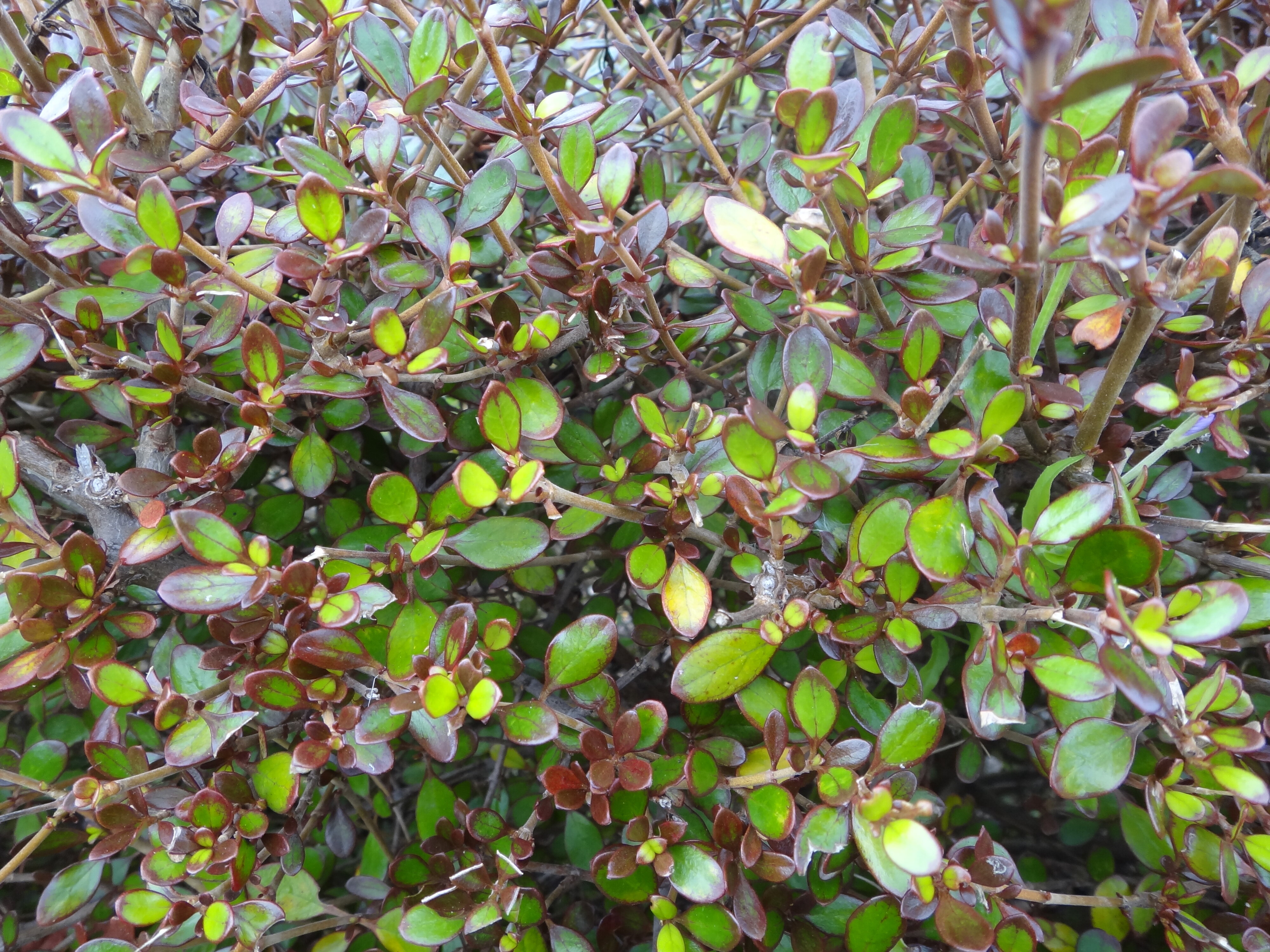 Coprosma propinqua Matai magic 1