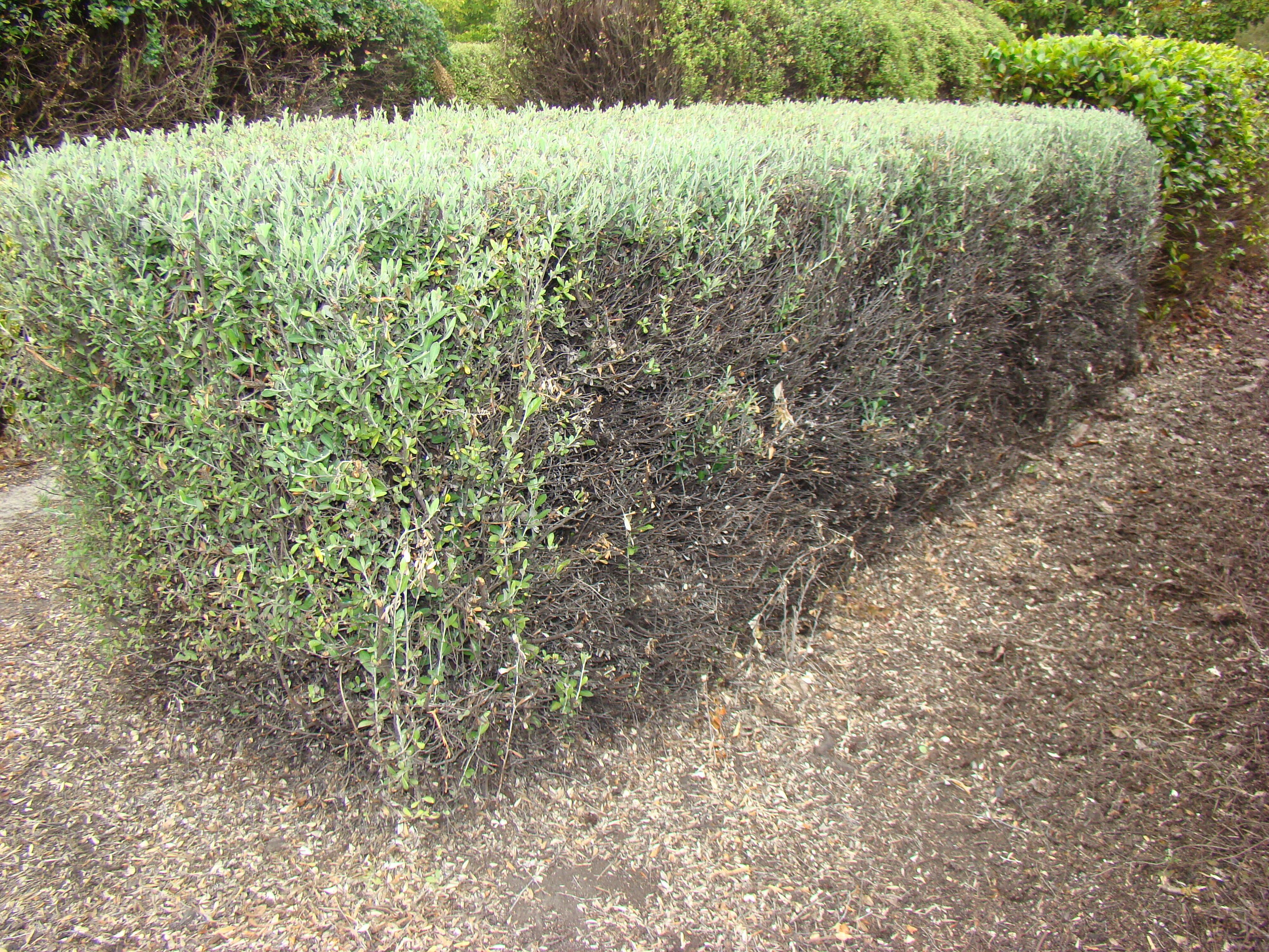 Corokia x virgata Cheesemanii