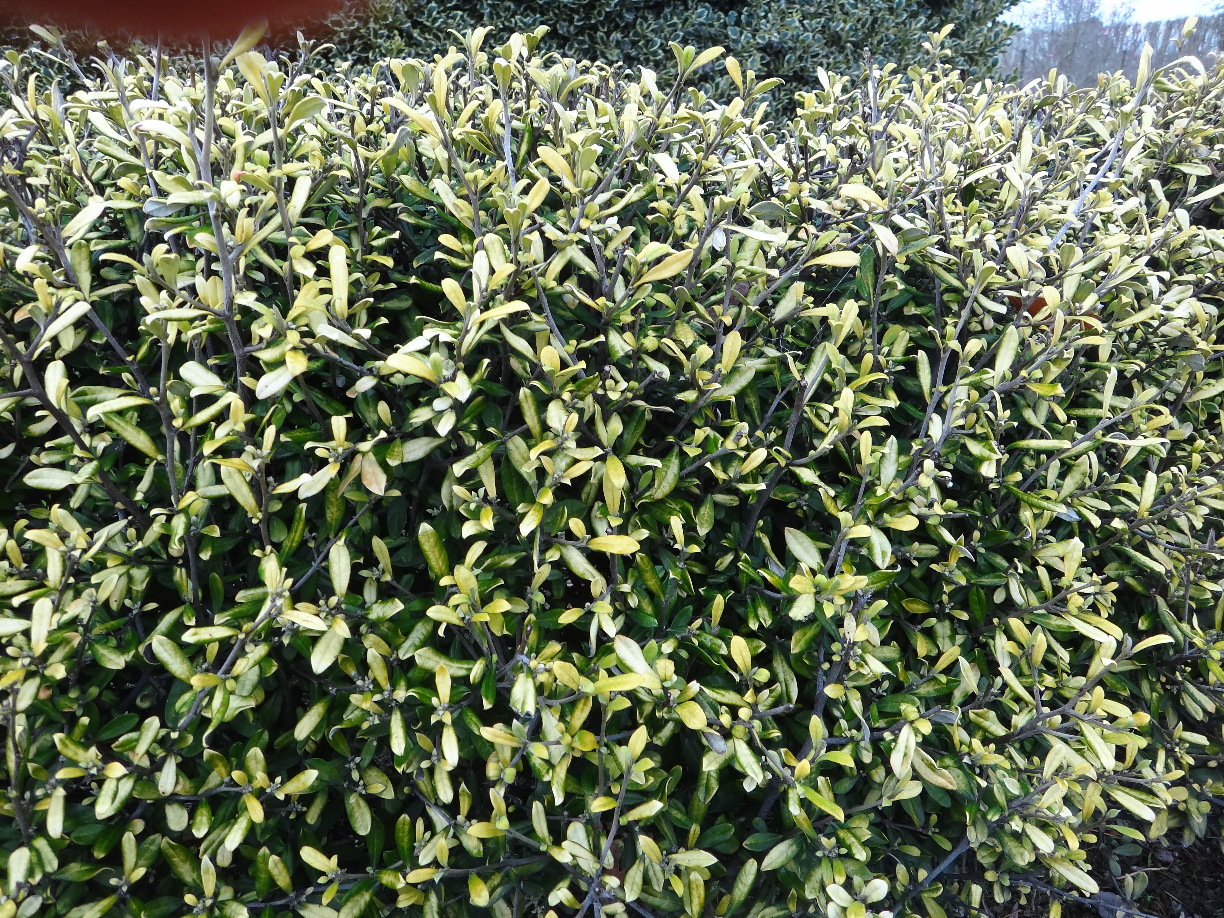 Corokia x virgata Lincoln Gold 1