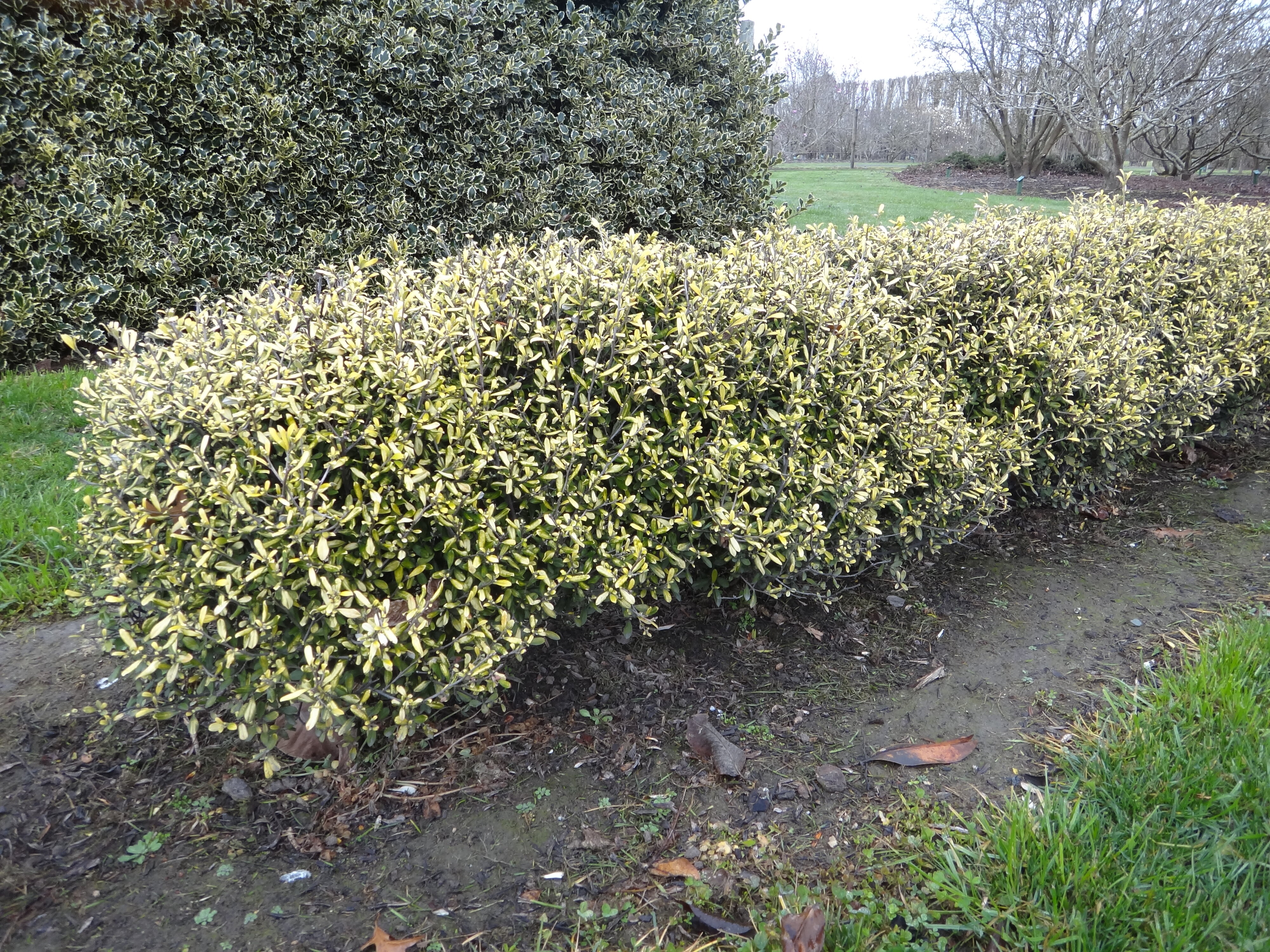 Corokia x virgata Lincoln Gold 2