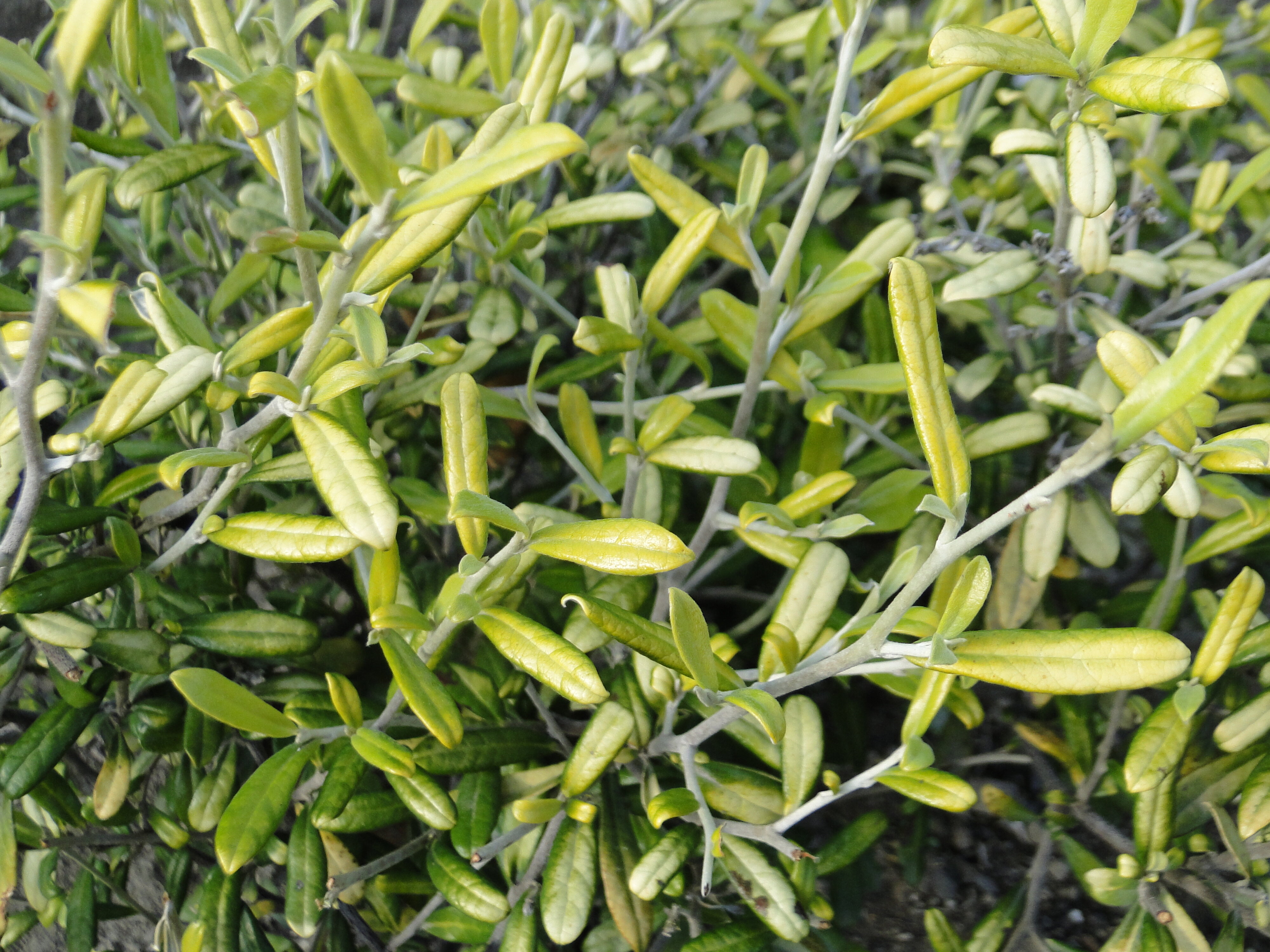 Corokia x virgata Lincoln Gold 3