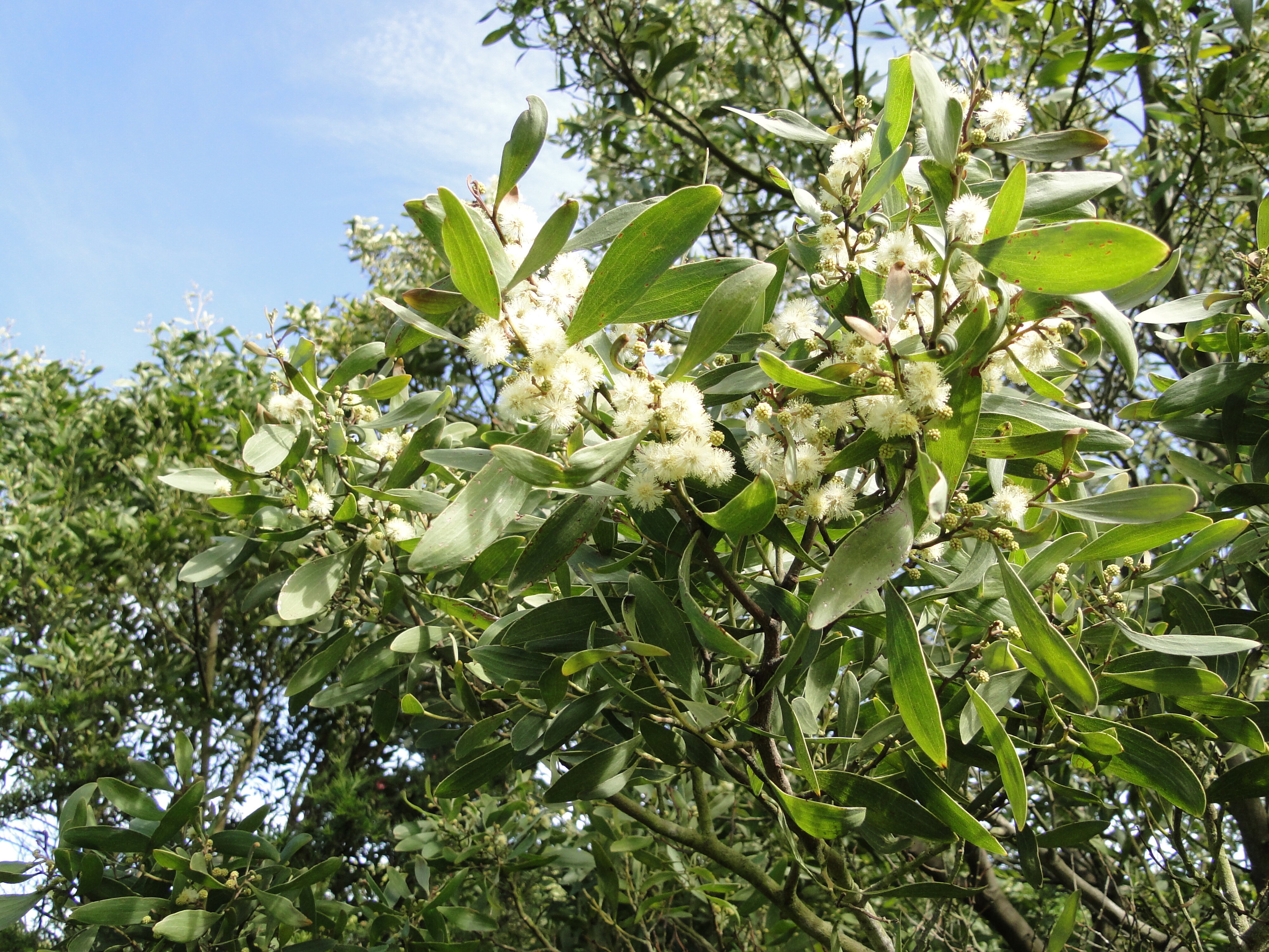 Acacia floribunda at Sumner