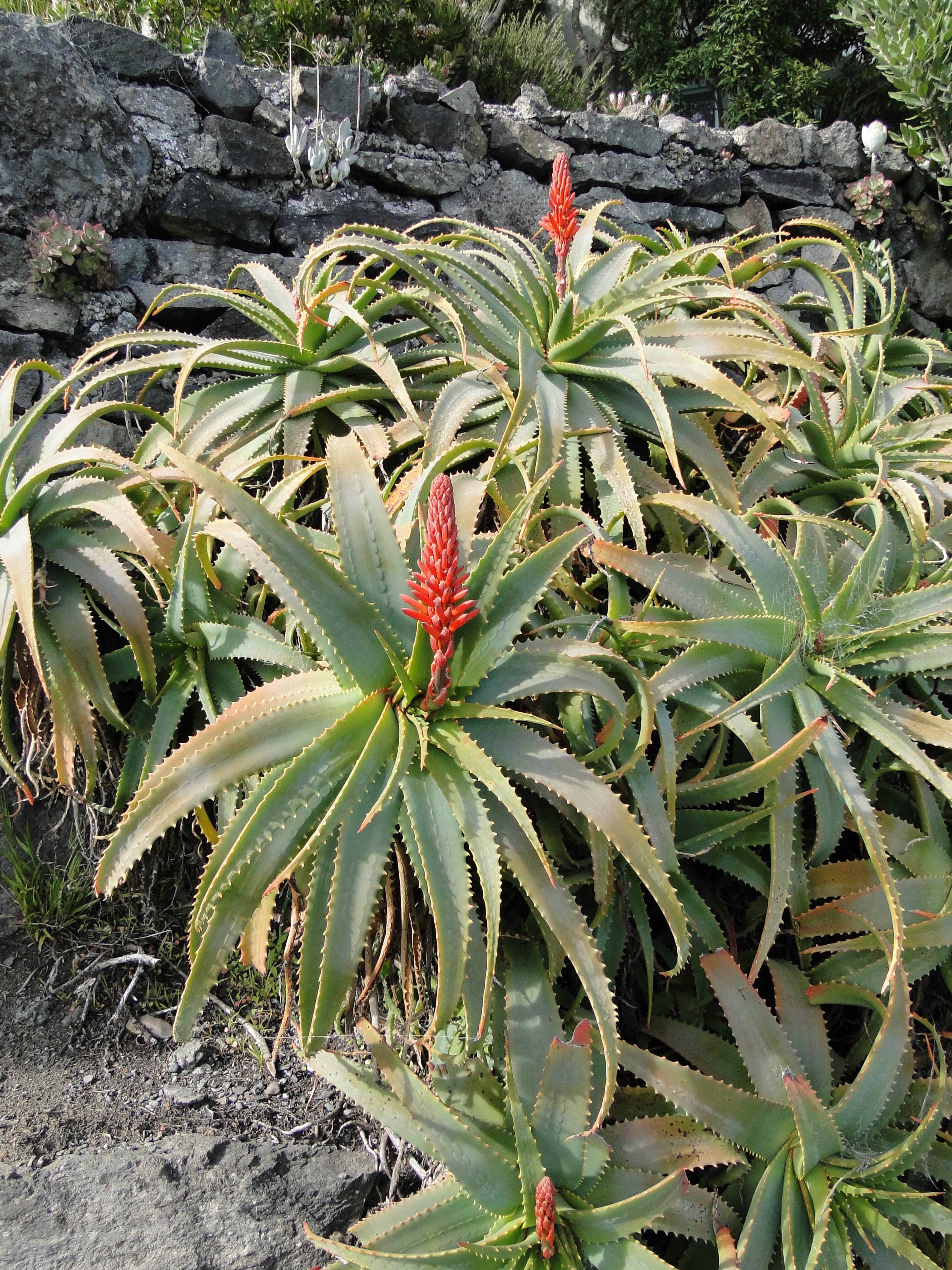 Aloe arborescens at Sumner