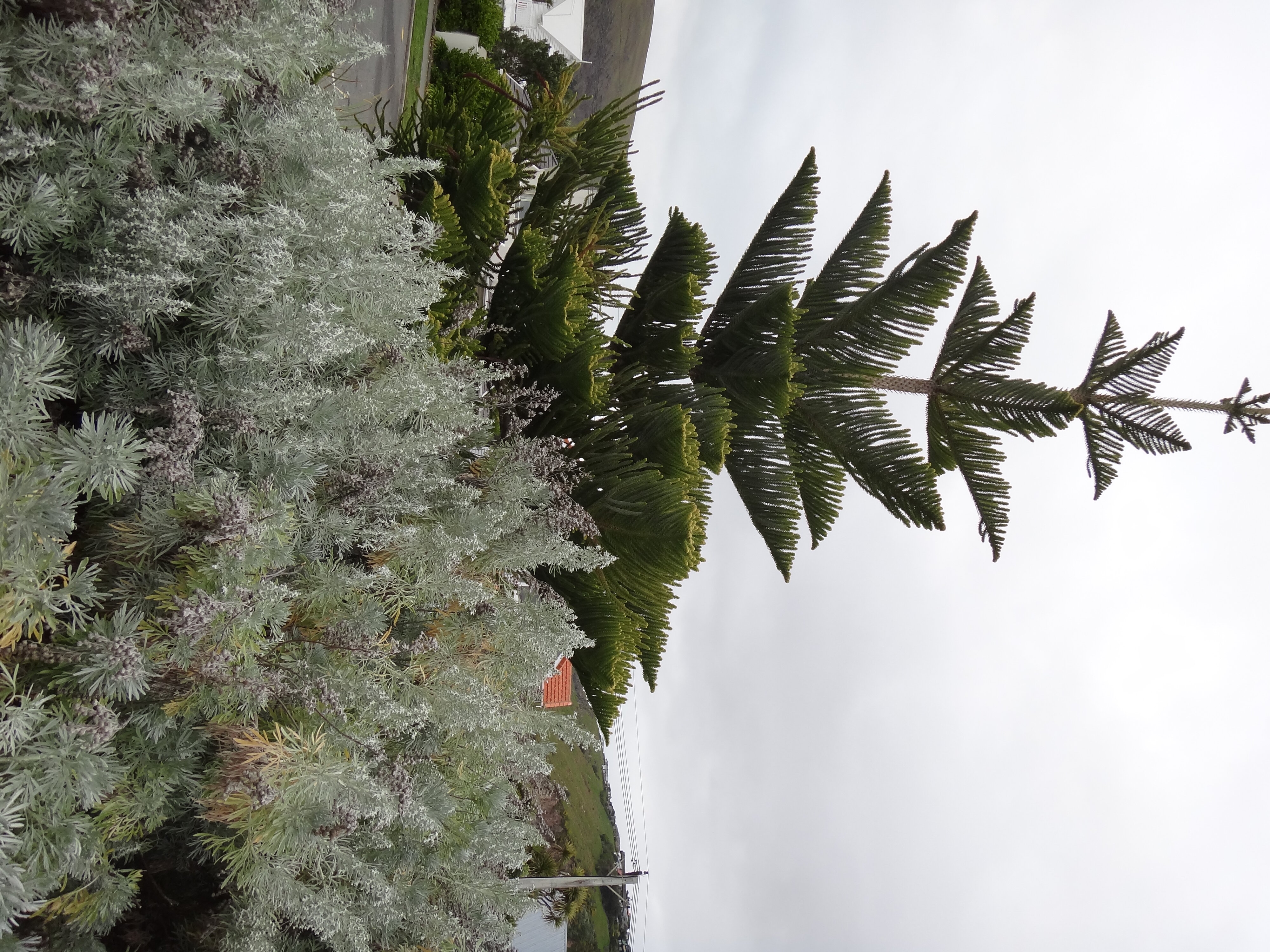 Araucaria heterophylla Norfolk Island Pine and Artemisia arborescens at Sumner