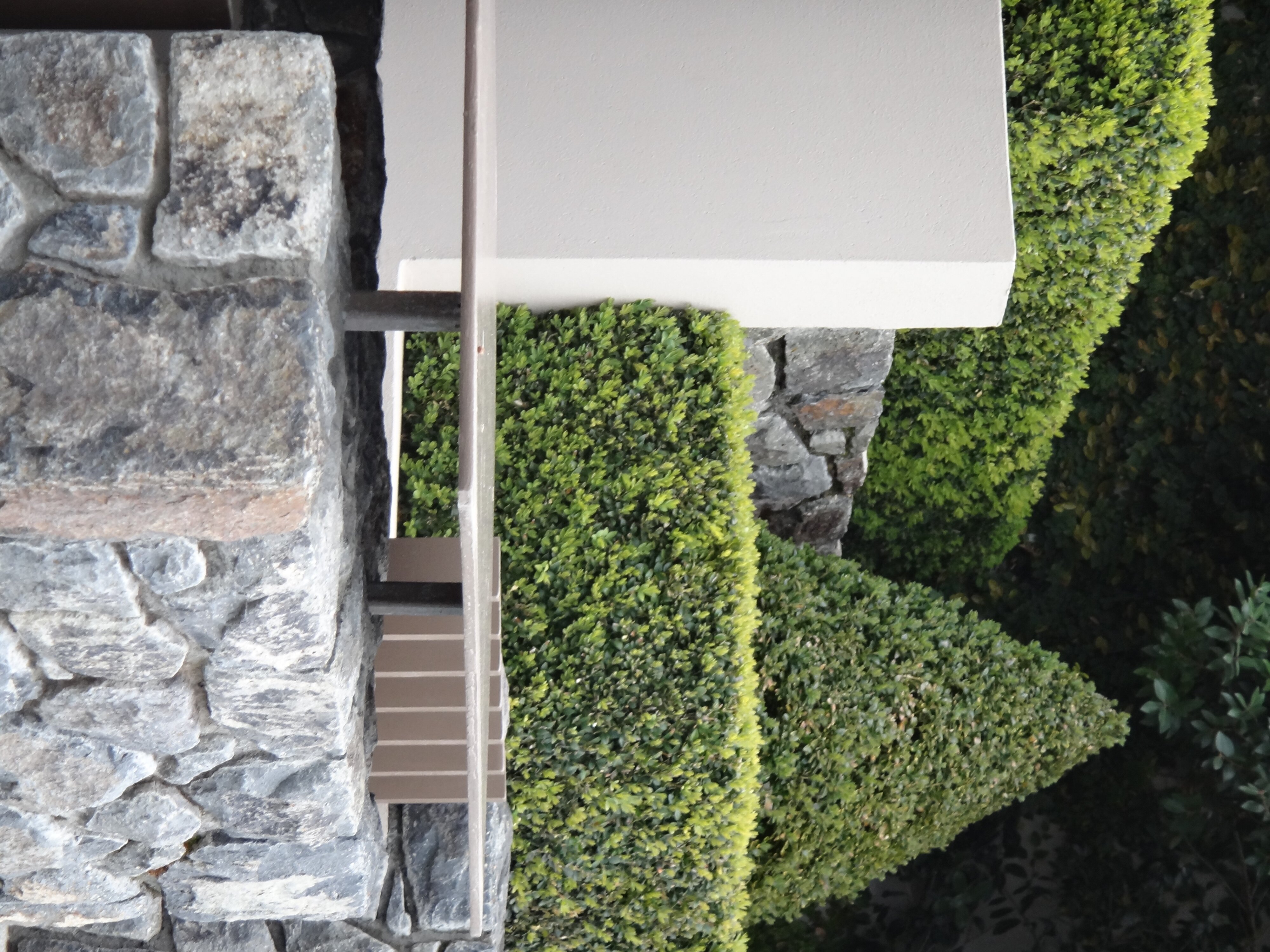 Buxus sempervirens topiary at Sumner