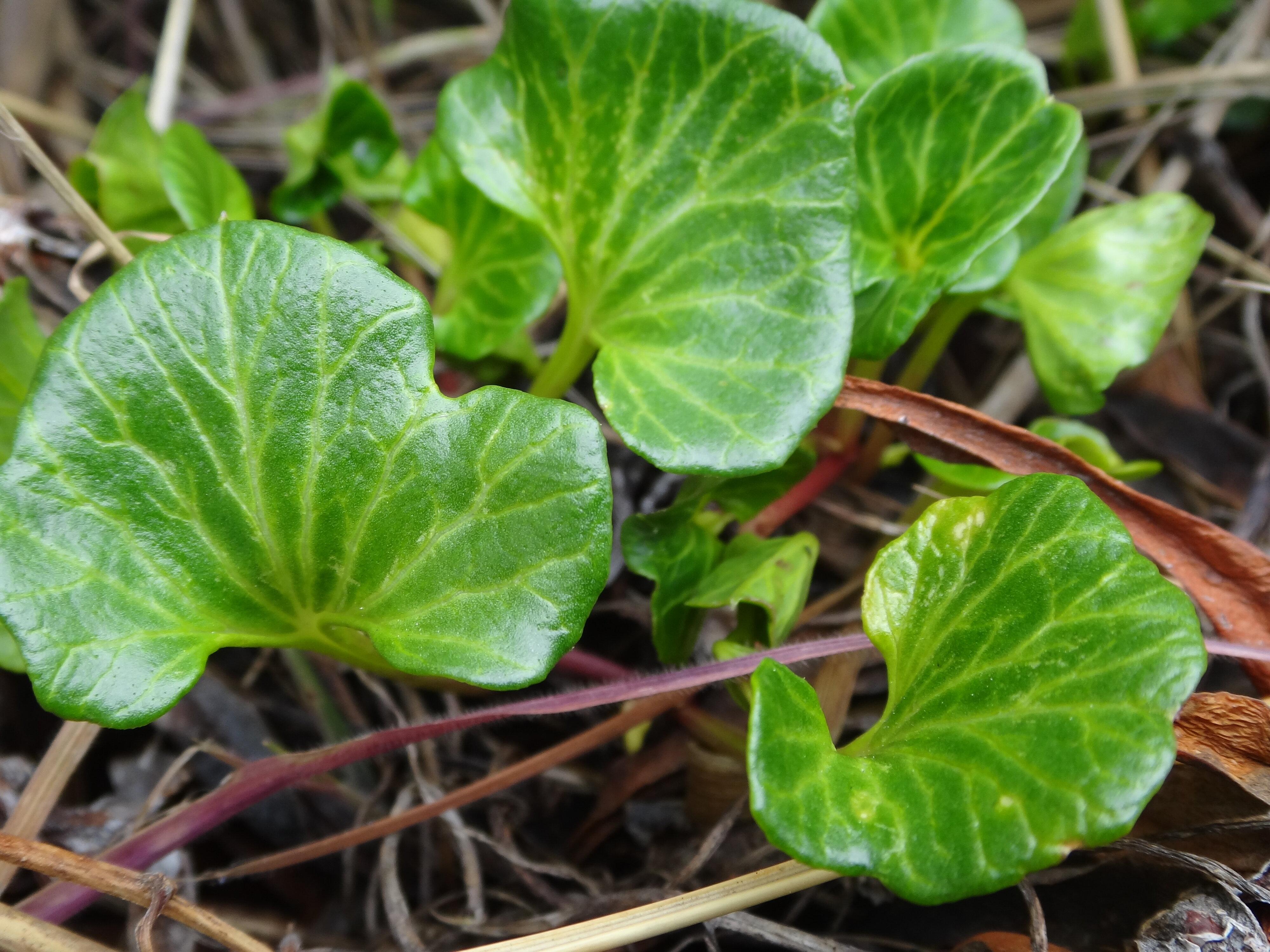 Calystegia soldanella at New Brighton