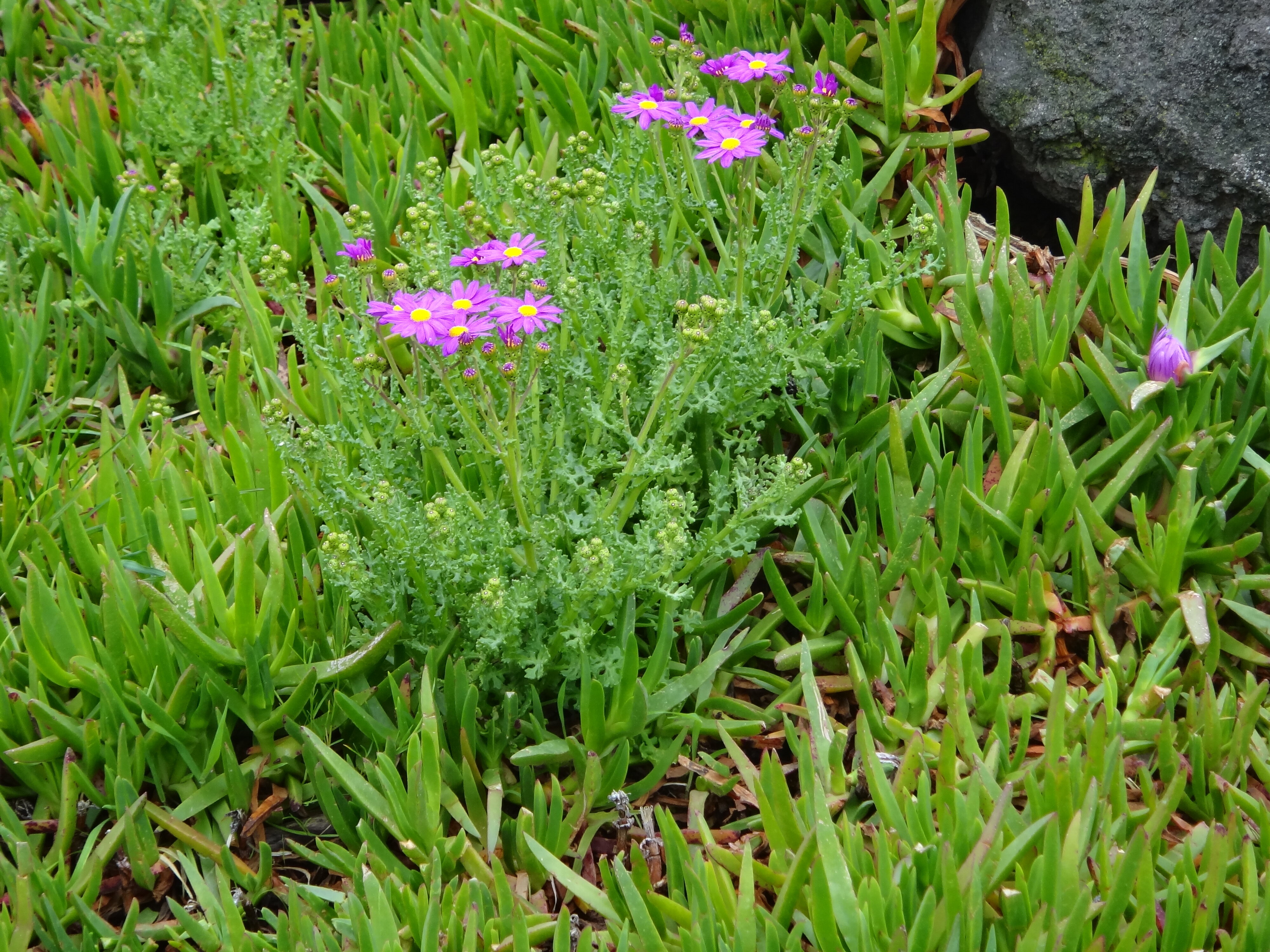 Carpobrotus edulis and Senecio elegans at Sumner