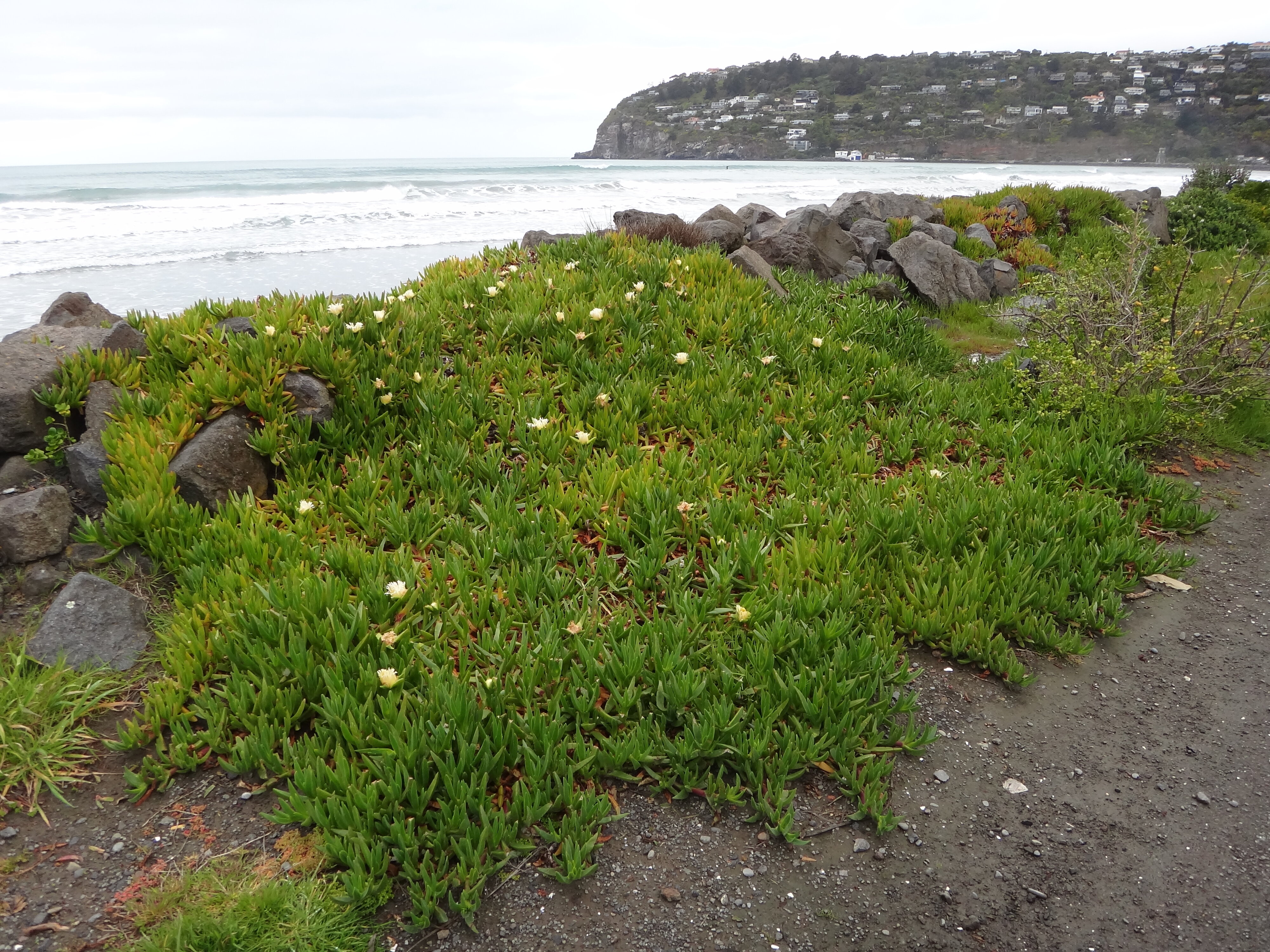 Carpobrotus edulis at Sumner