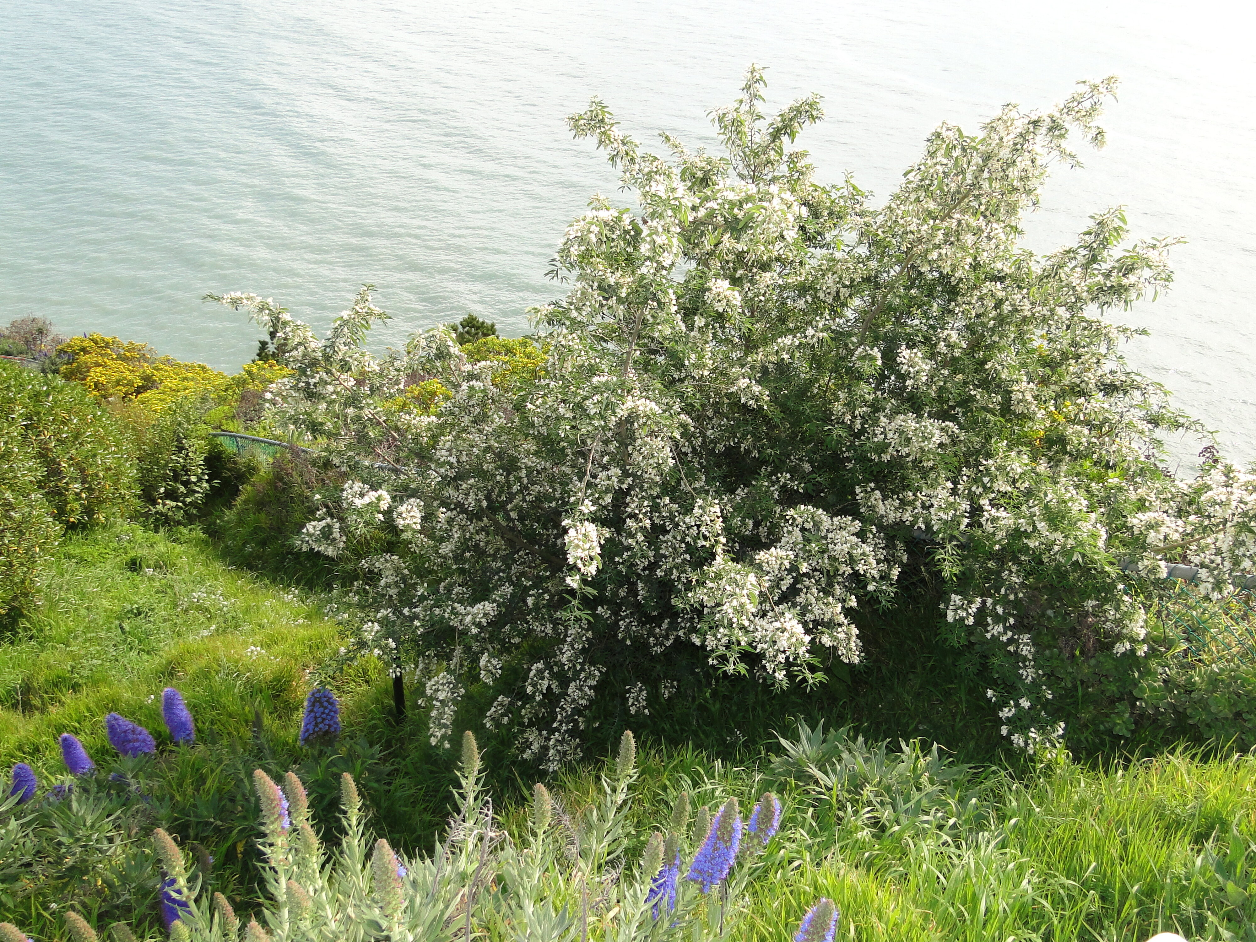 Chamaecytisus palmensis at Sumner