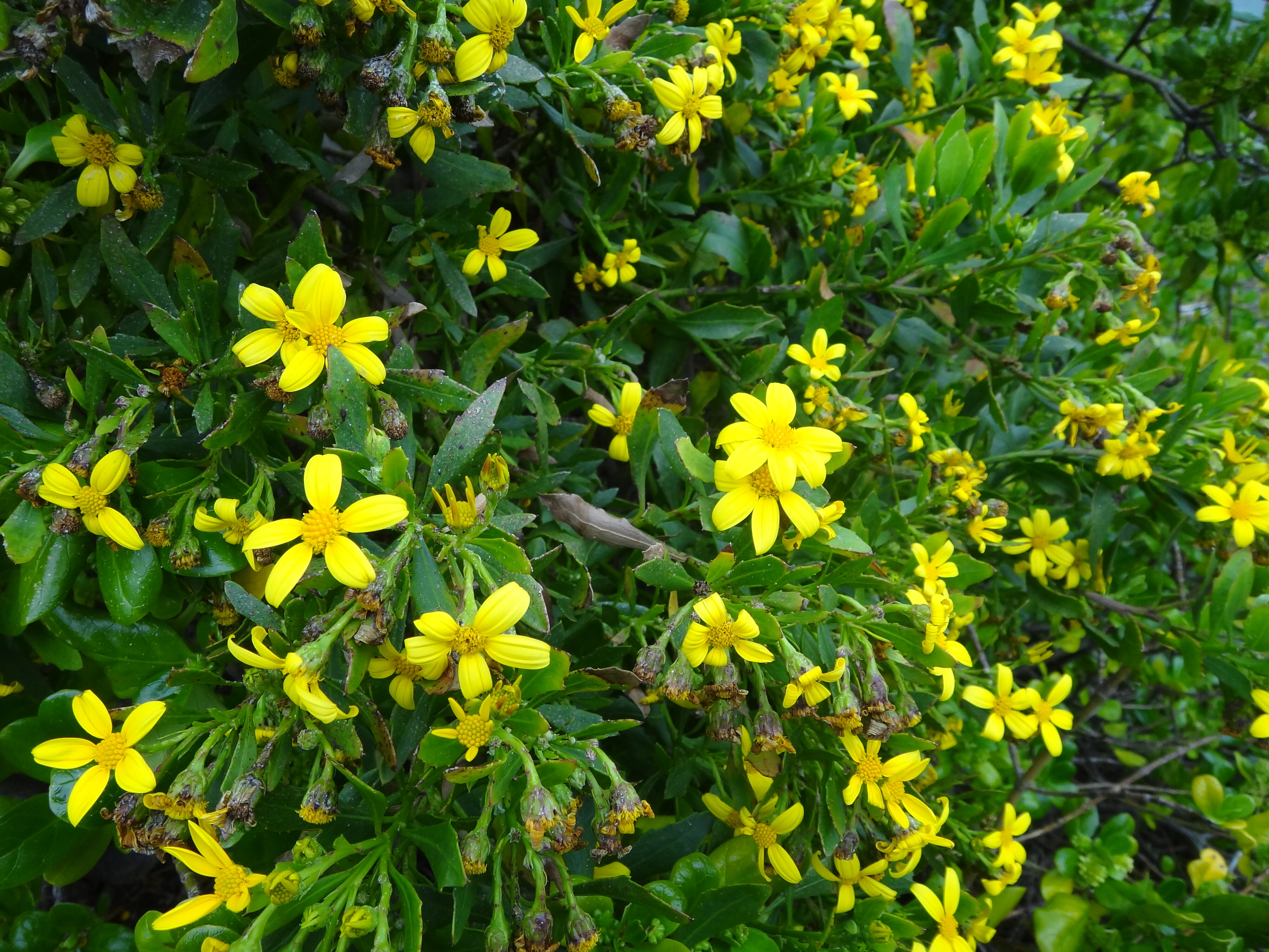 Chrysanthemoides monilifera at Sumner