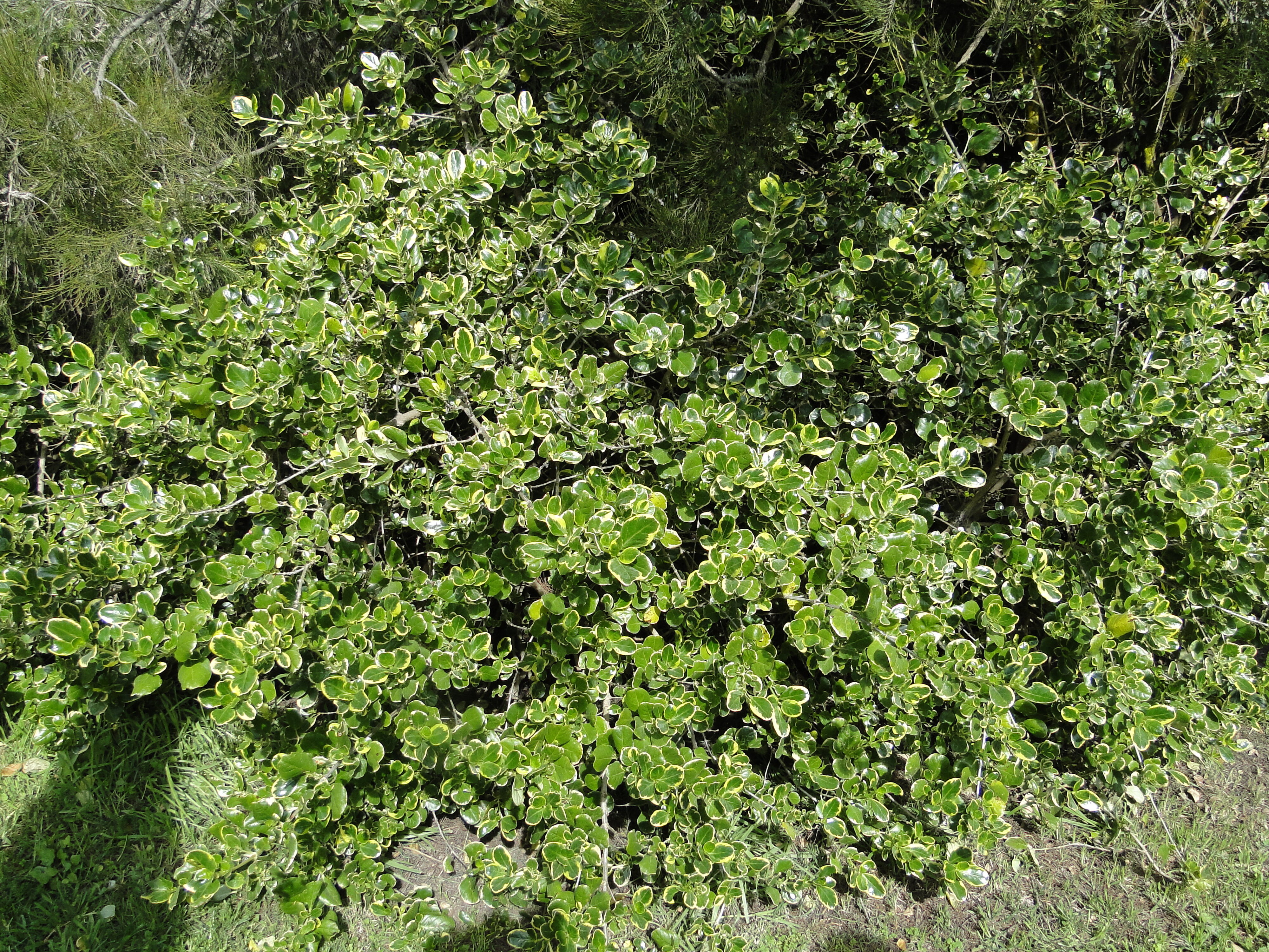Coprosma repens Var. at Nicholson Park in Sumner 1