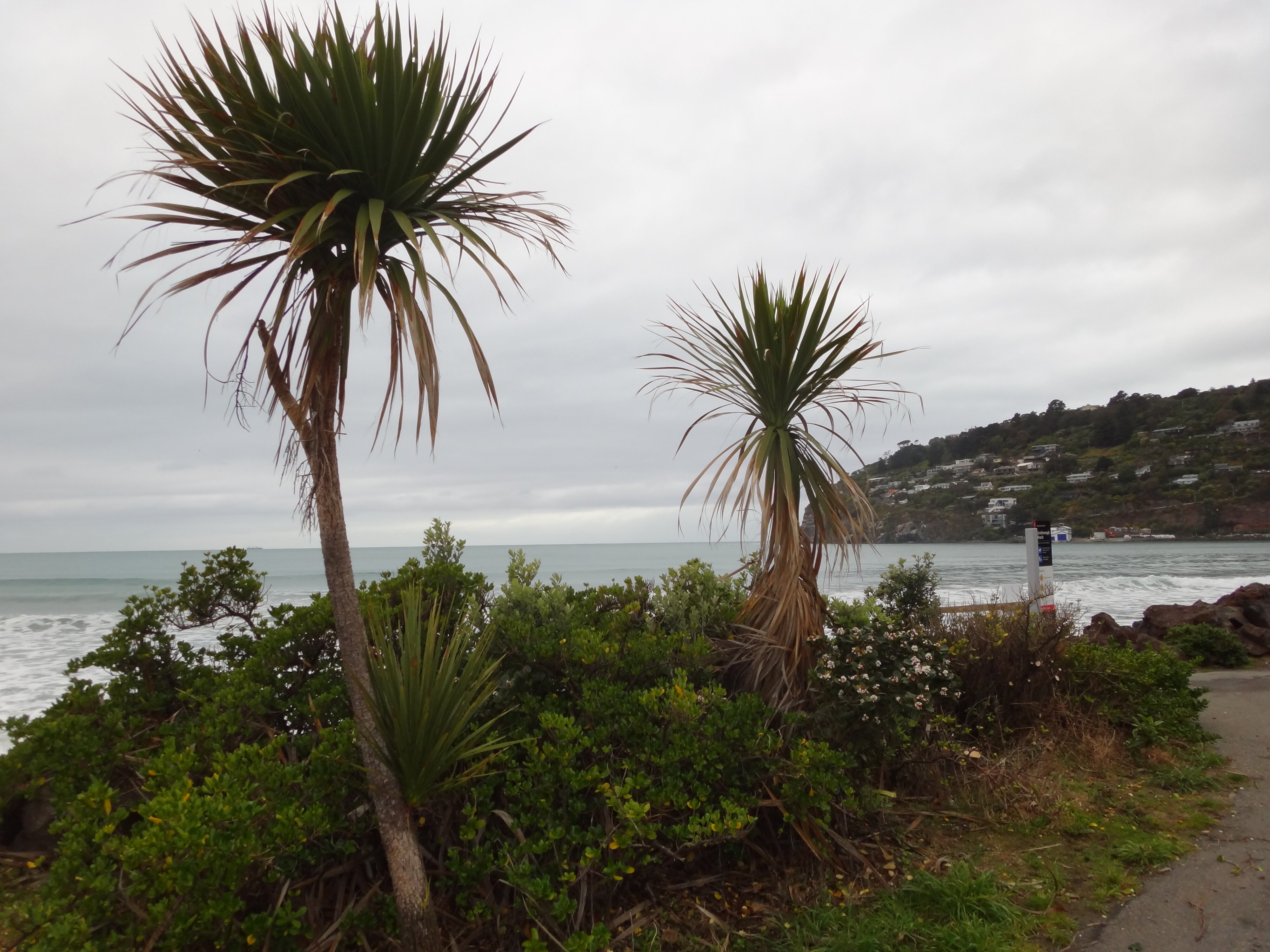 Cordyline australis at Sumner