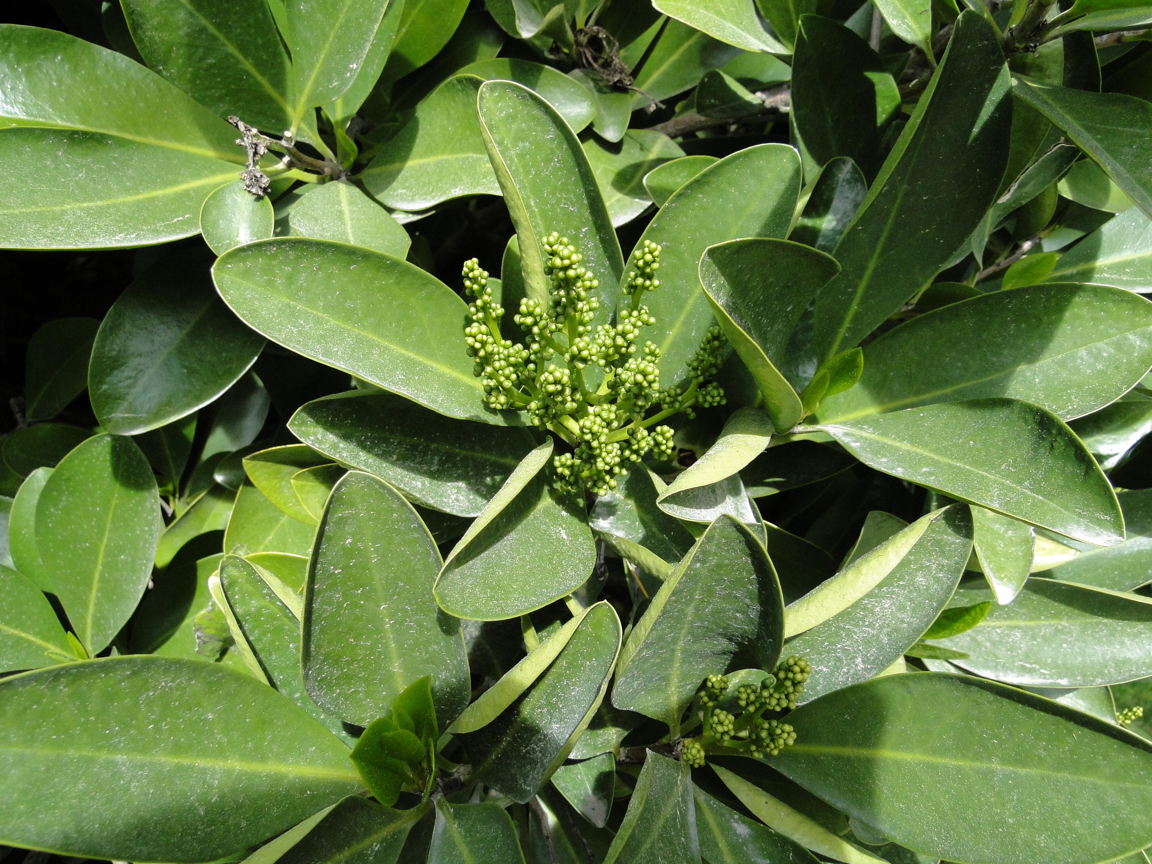 Corynocarpus laevigatus in bud at Sumner