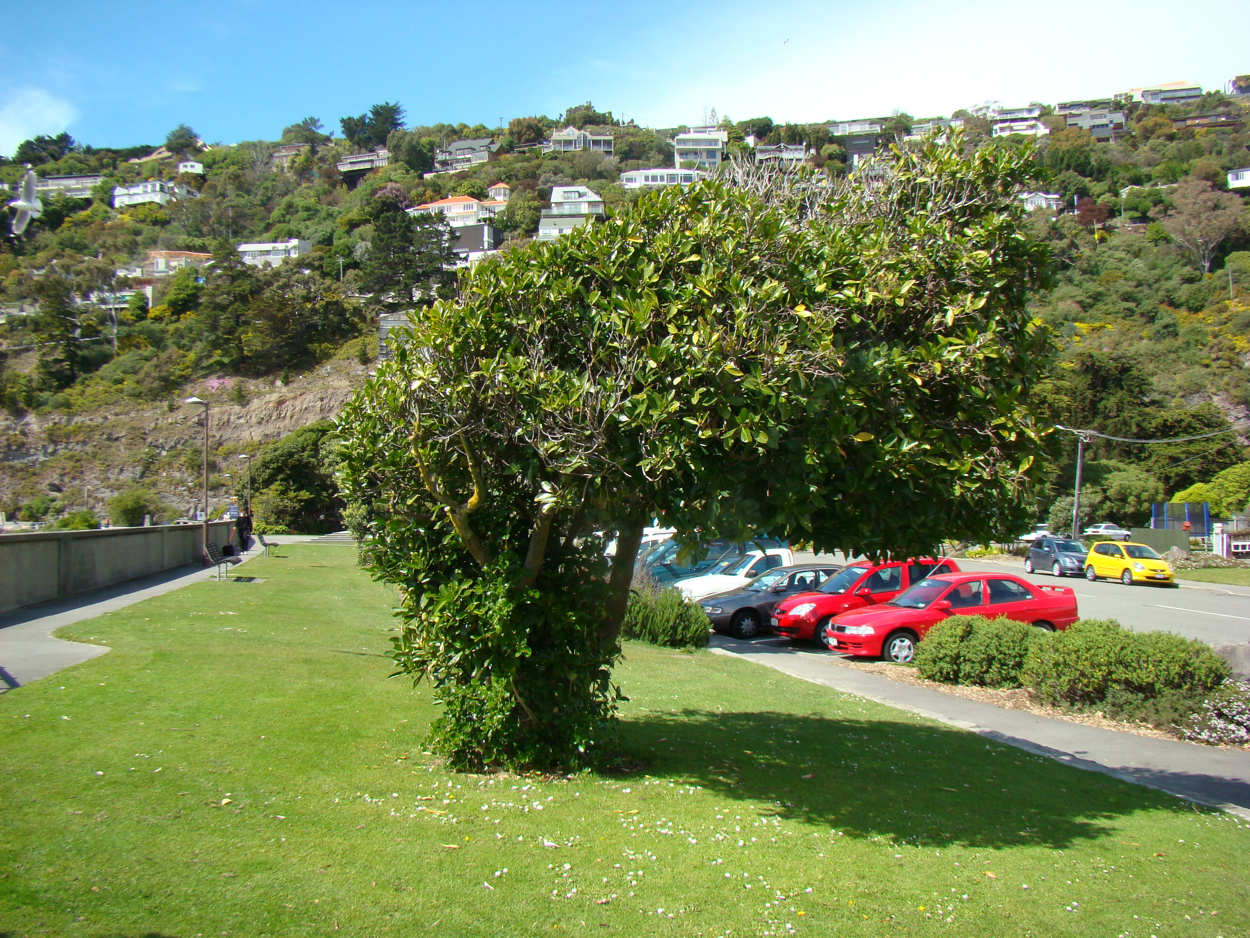 Corynocarpus laevigatus