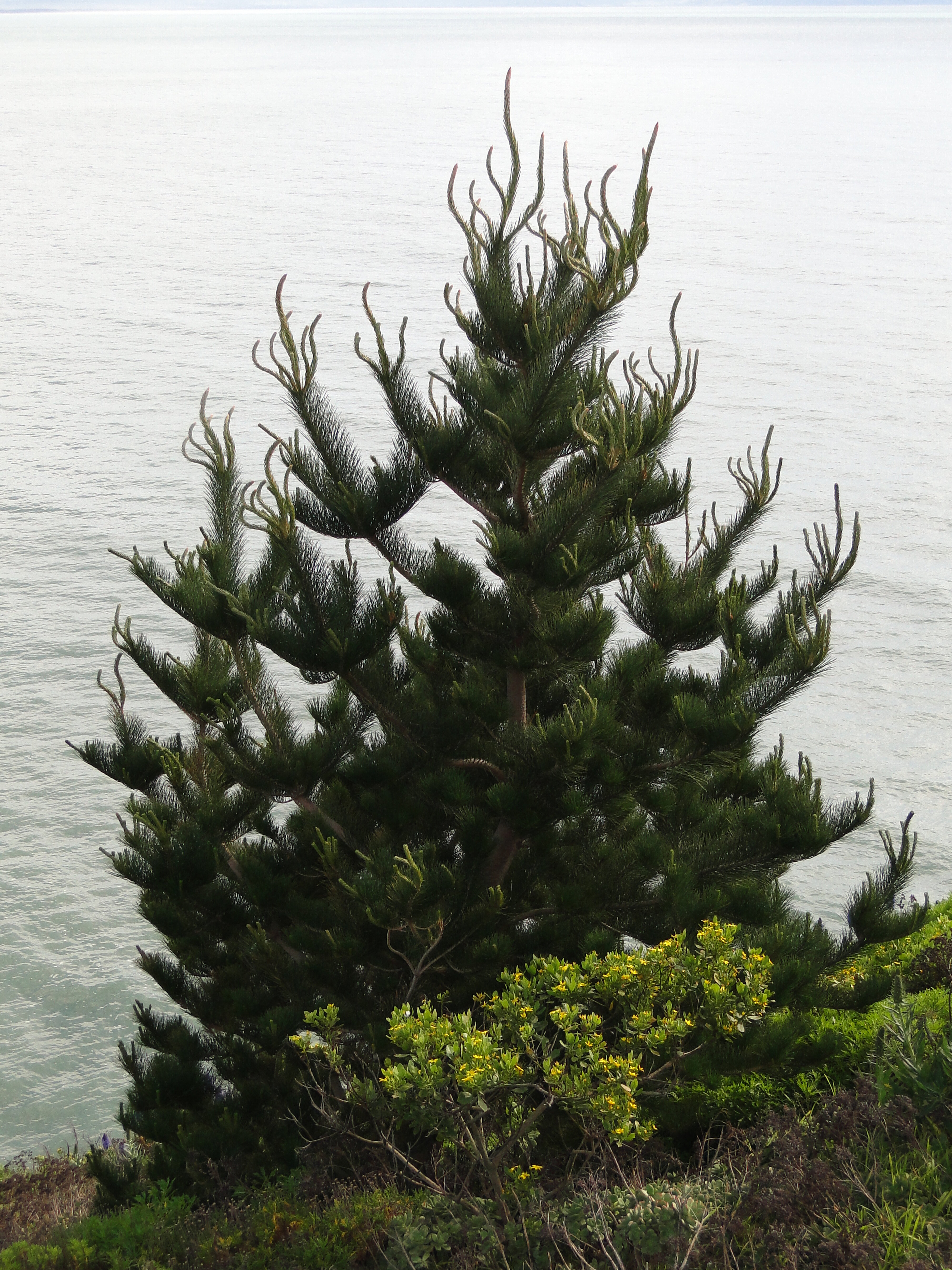 Pine at Sumner with possible Boron deficiency