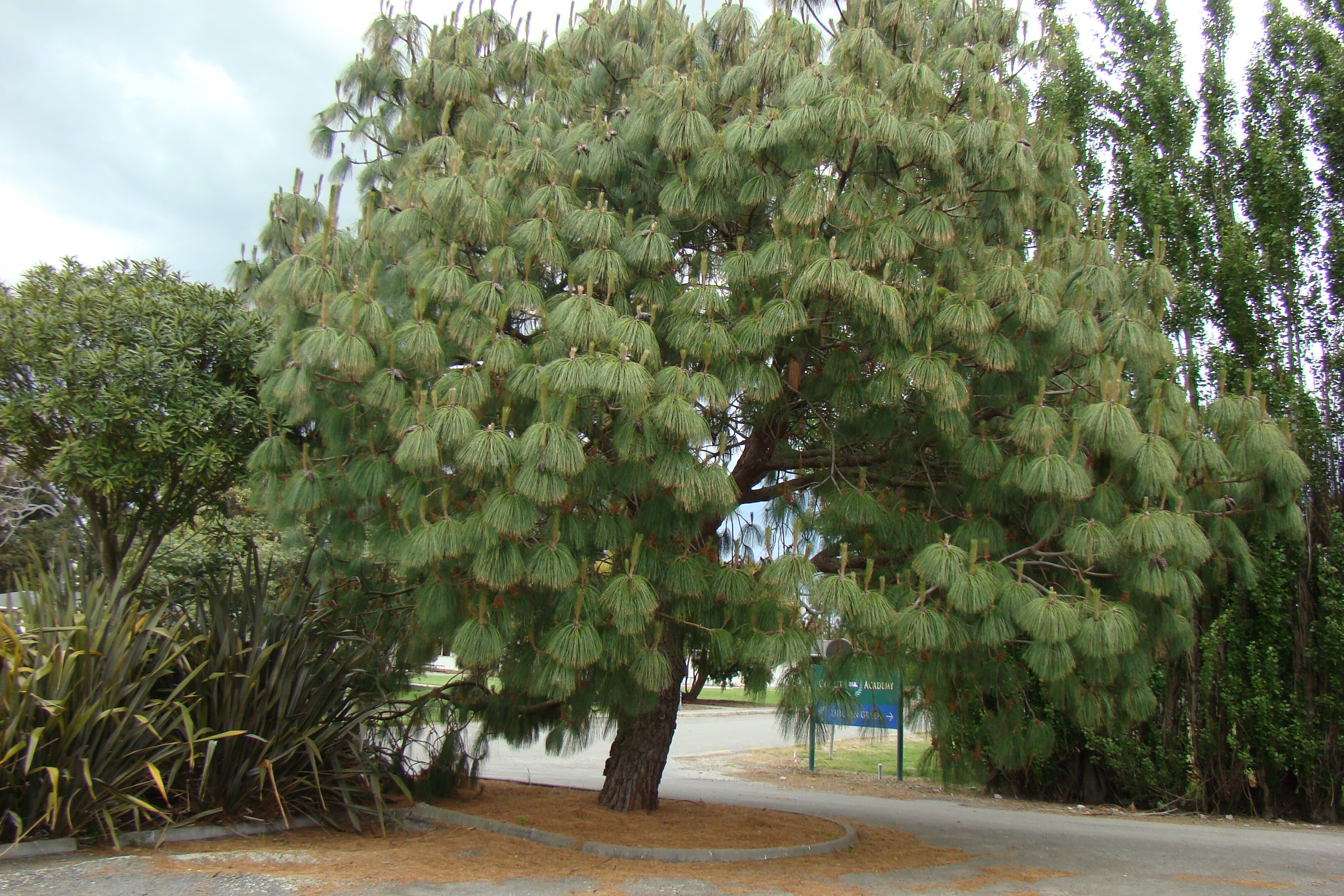Pinus montezumae 2