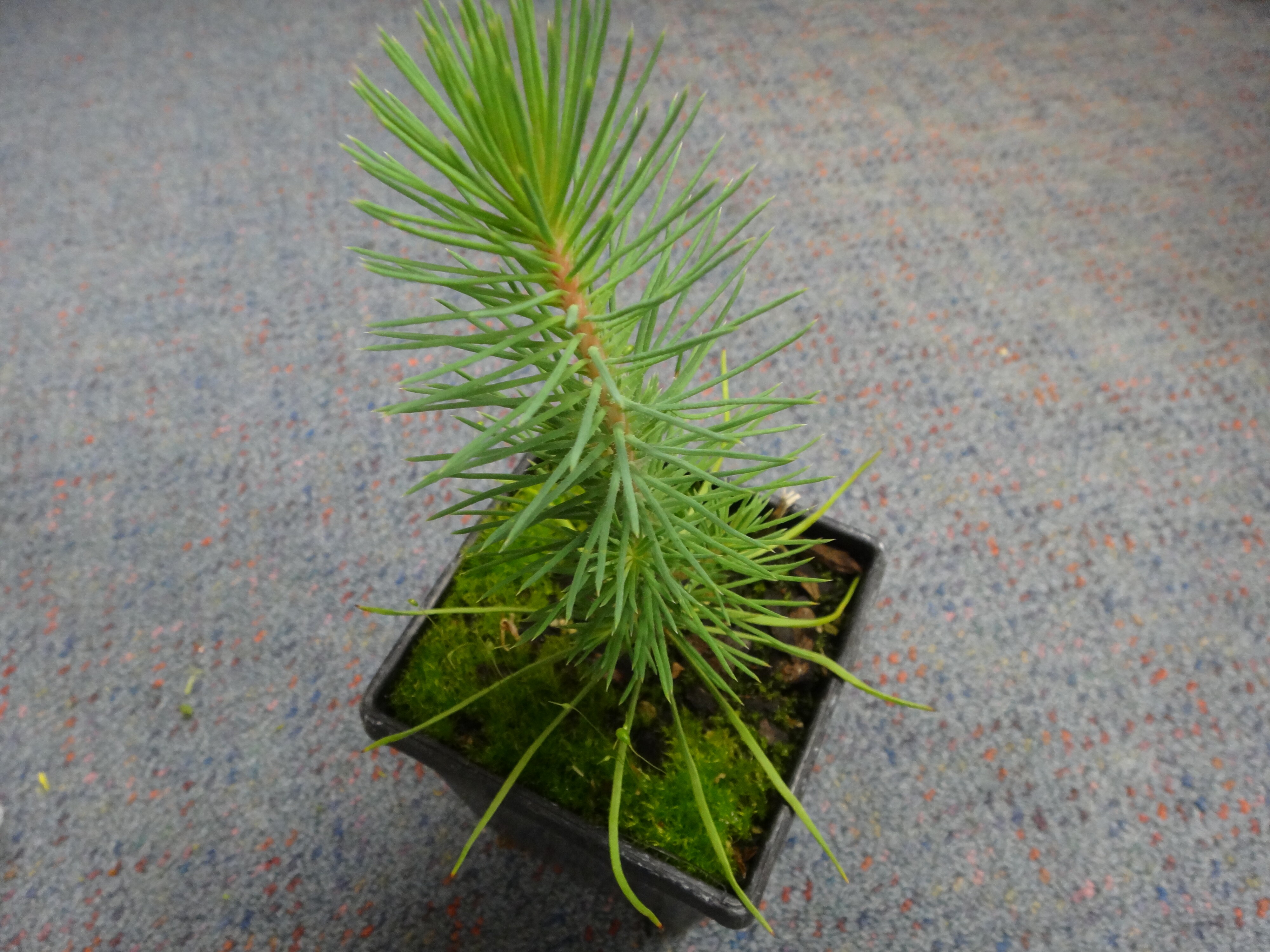 Pinus pinea 1